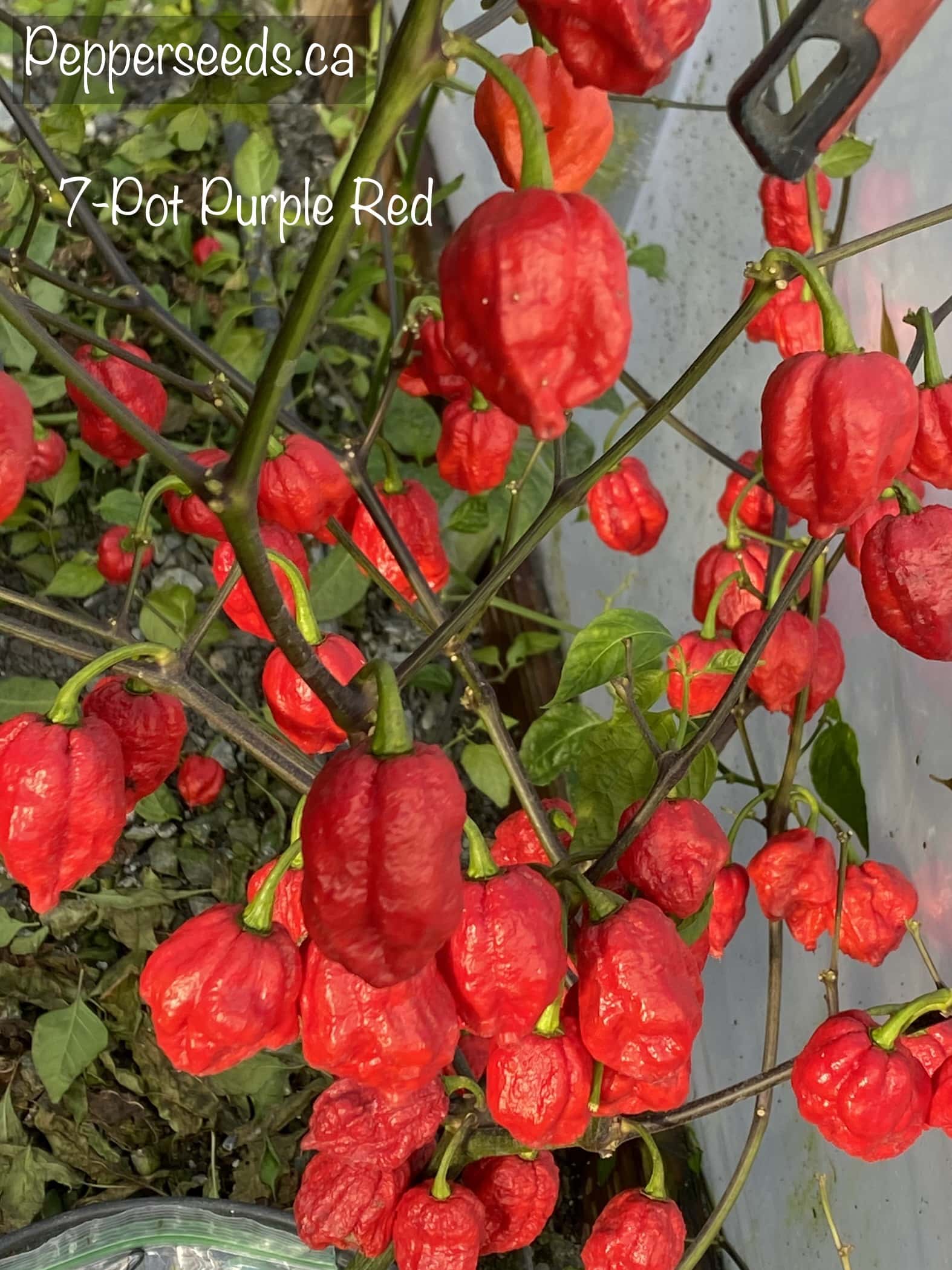 7 Pot Purple Red