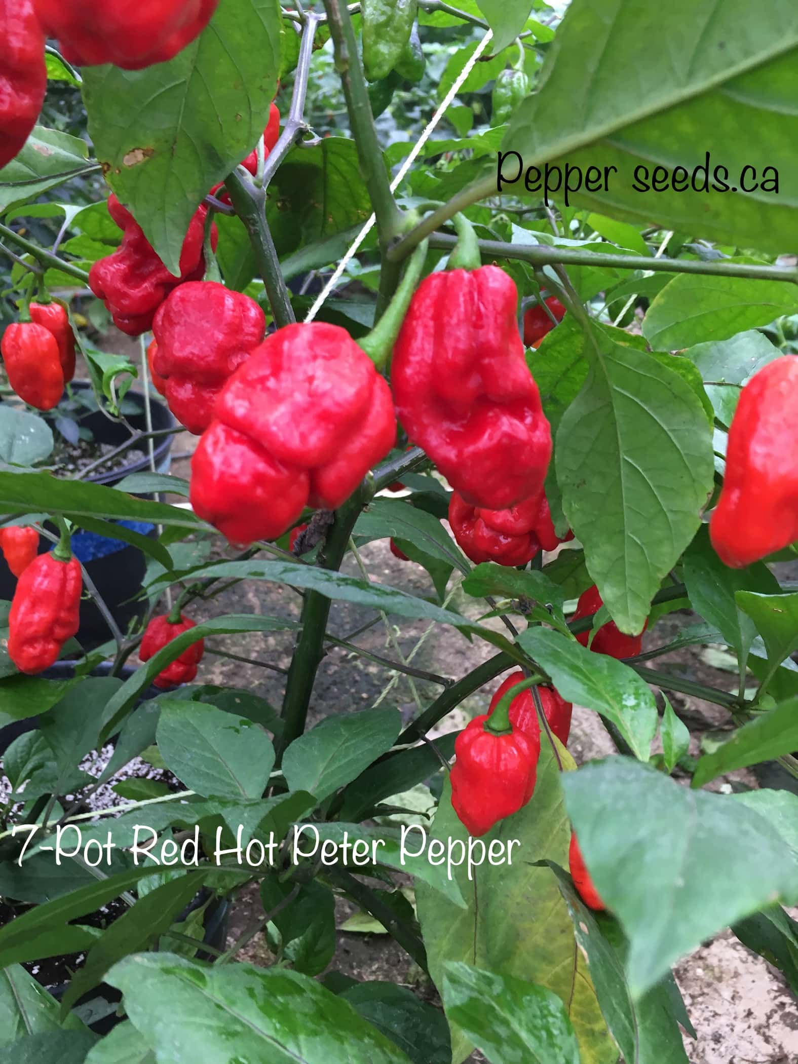 7 Pot Red Hot Peter