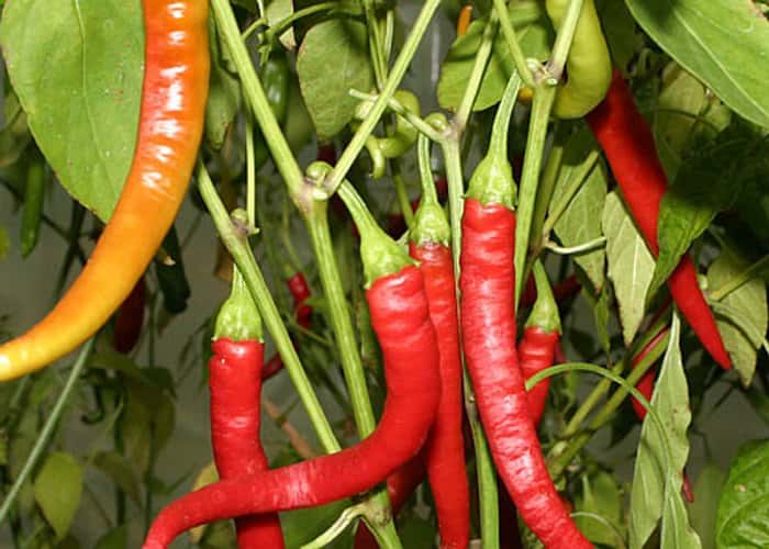 Aci Sivri × Jalapeño