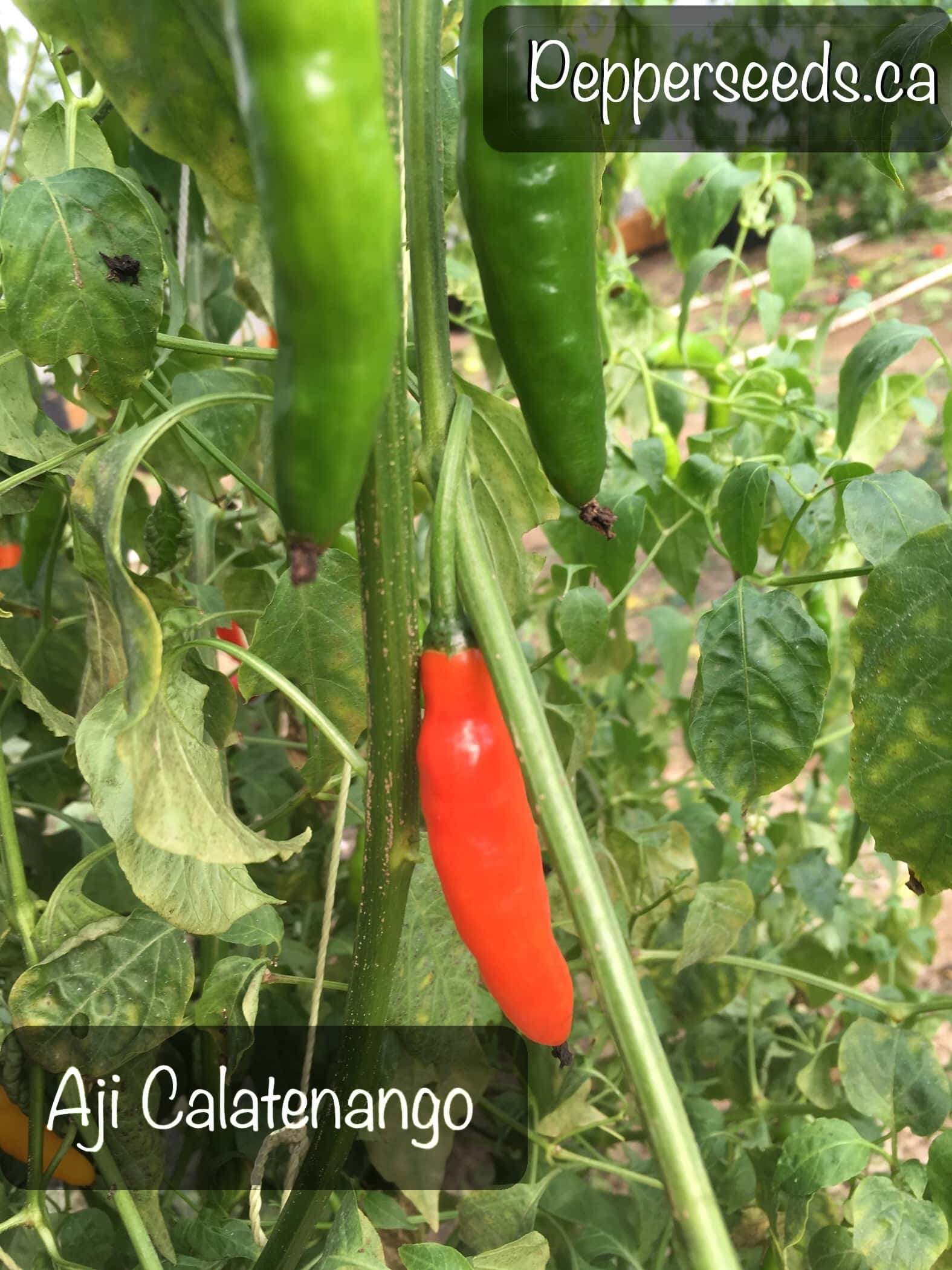 Aji Calatenango