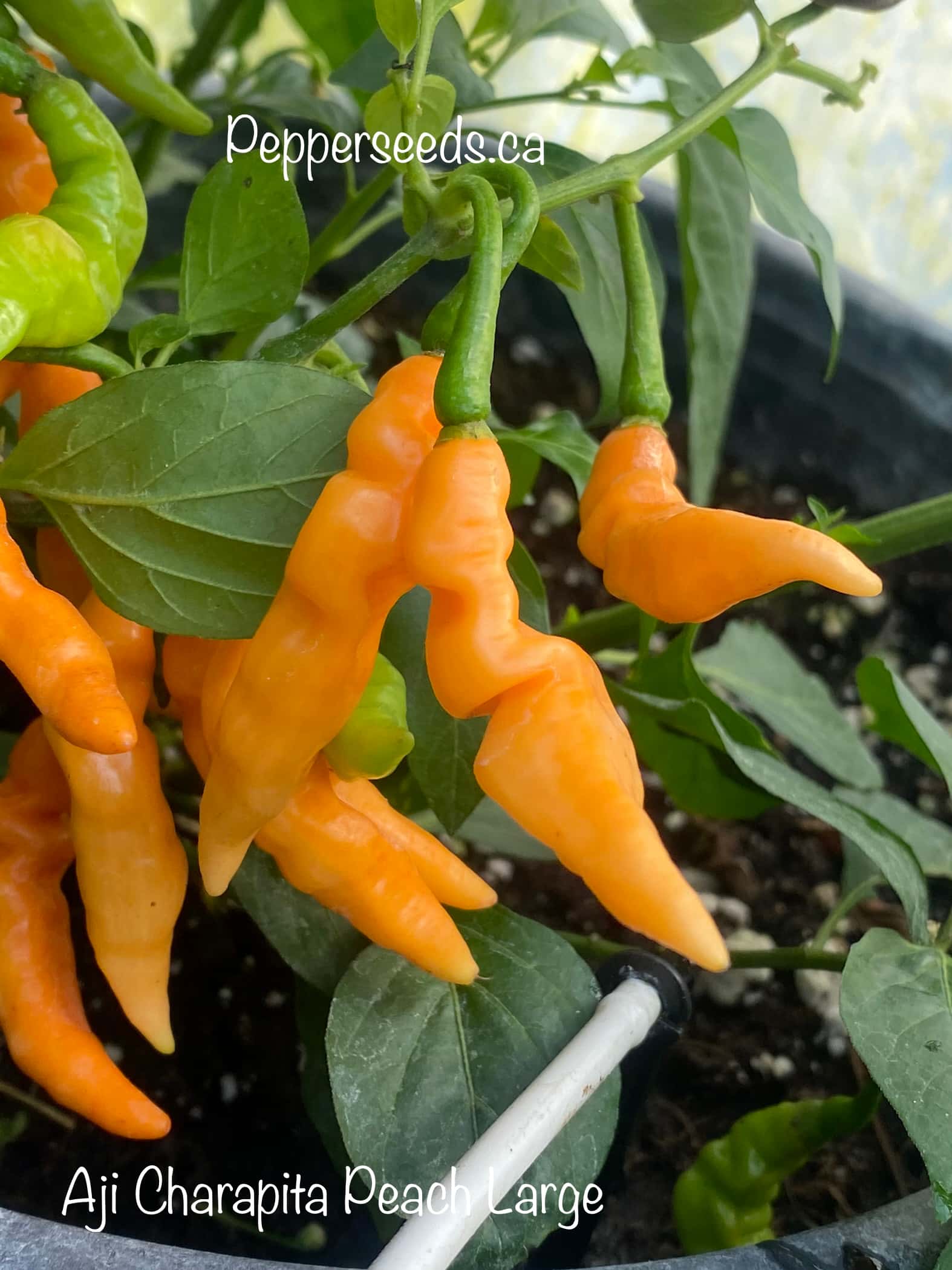 Aji Charapita Peach Large
