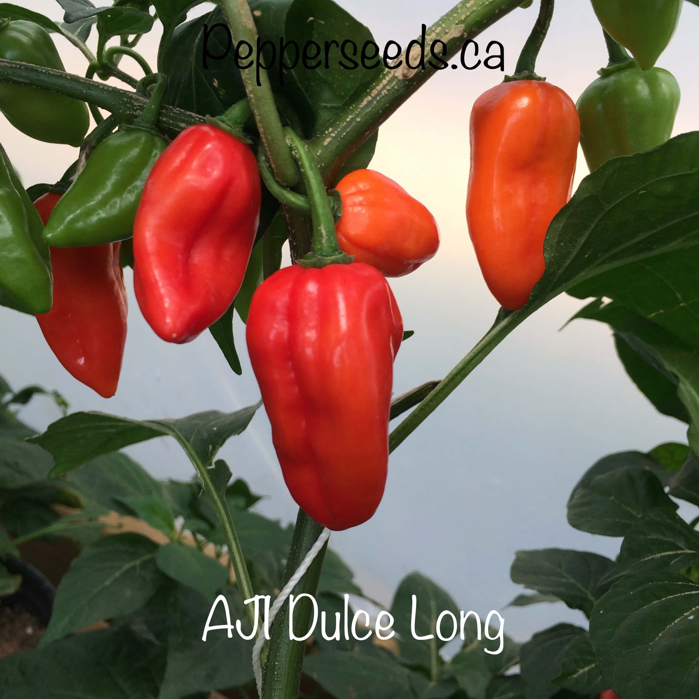 Aji Dulce Long Red