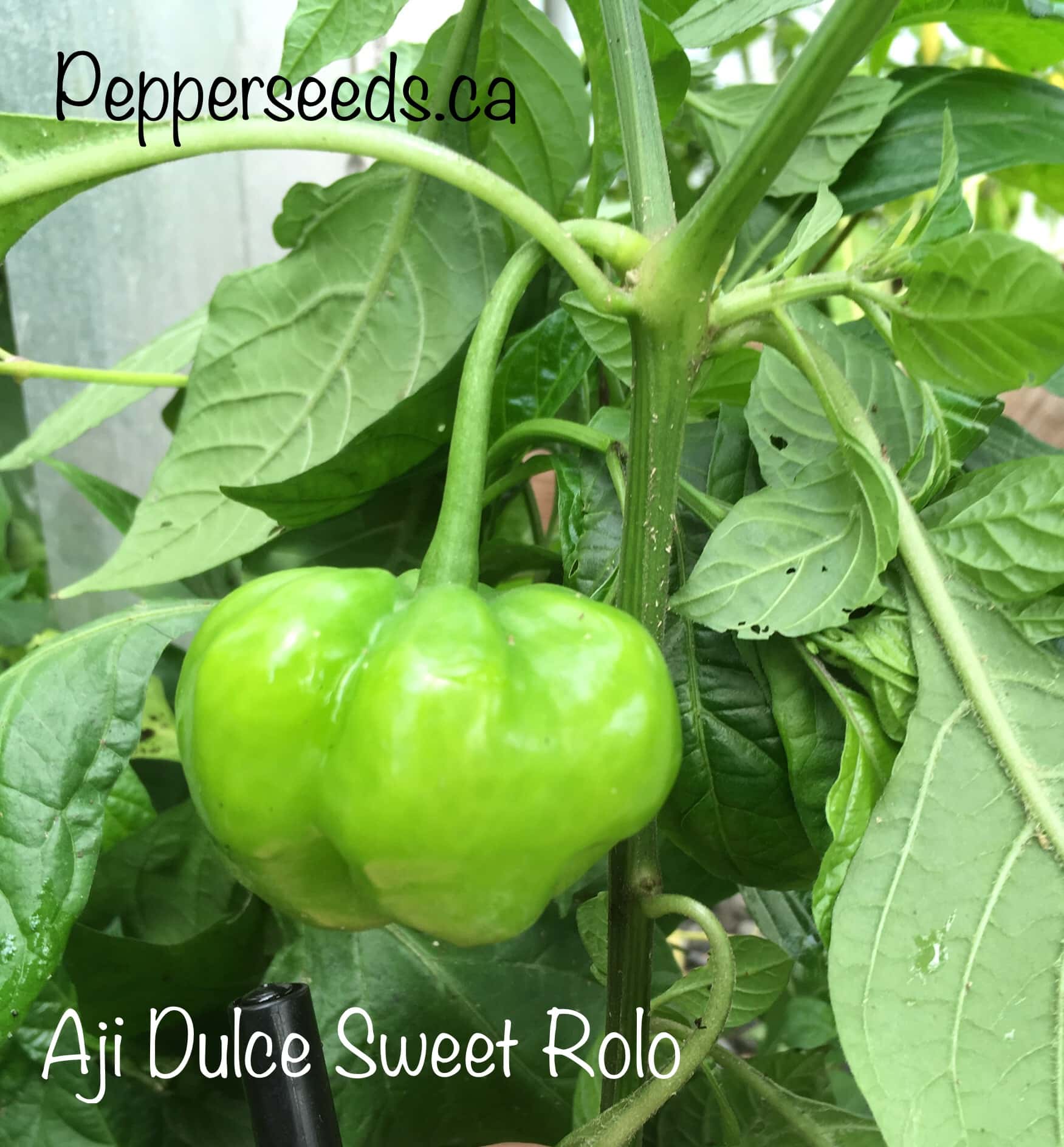 Aji Dulce Sweet Rolo