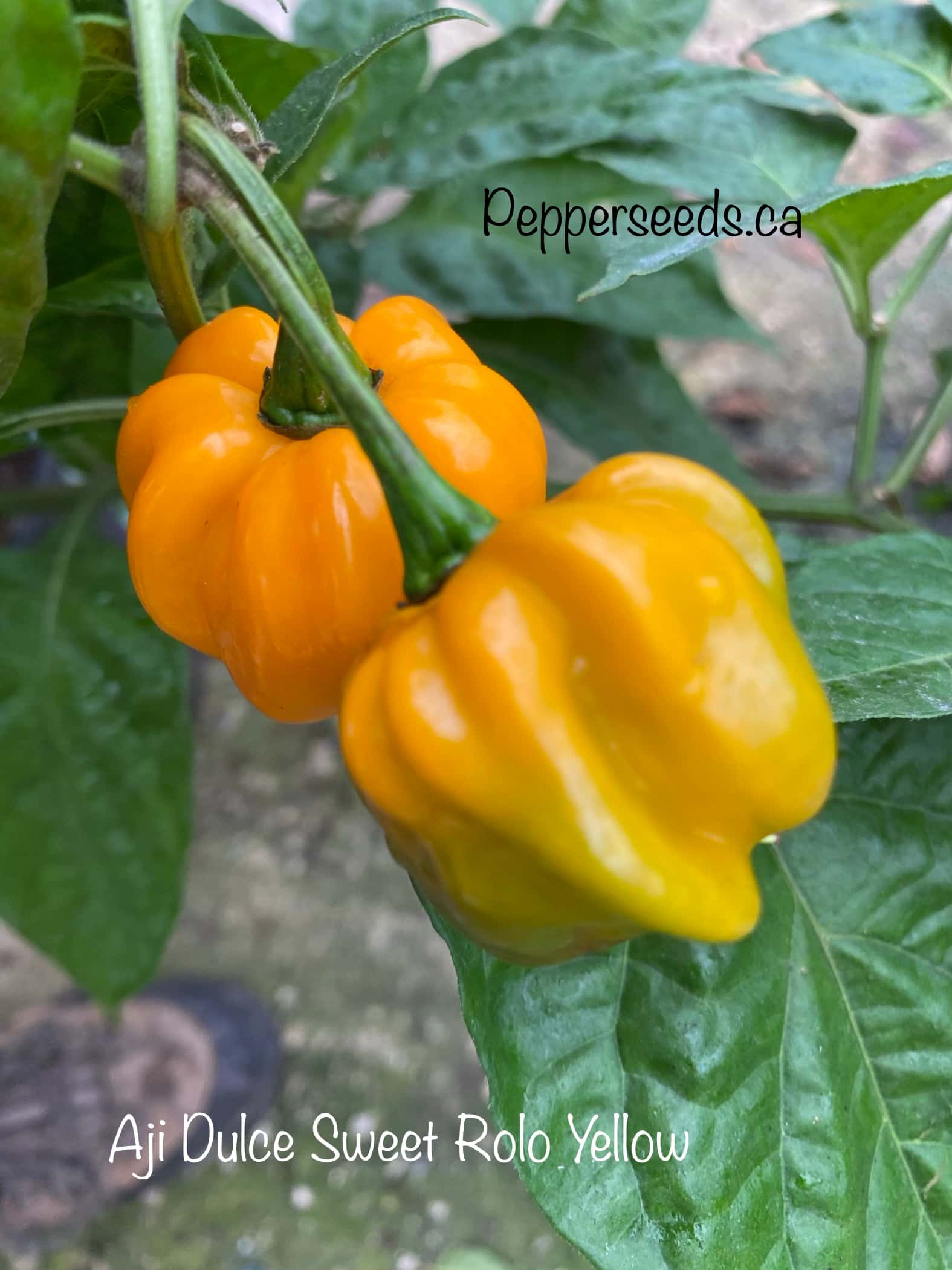 Aji Dulce Sweet Rolo Yellow