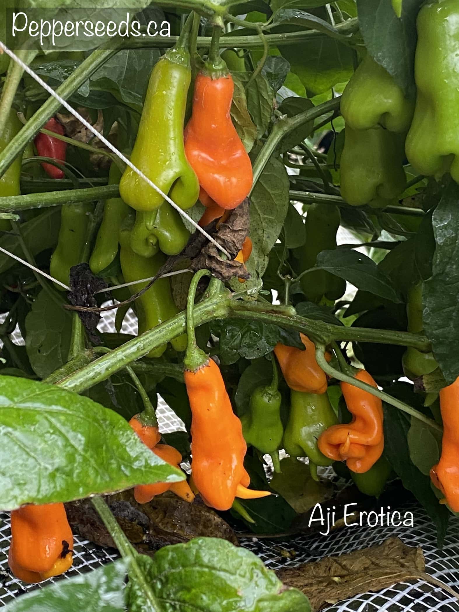 Aji Erotica