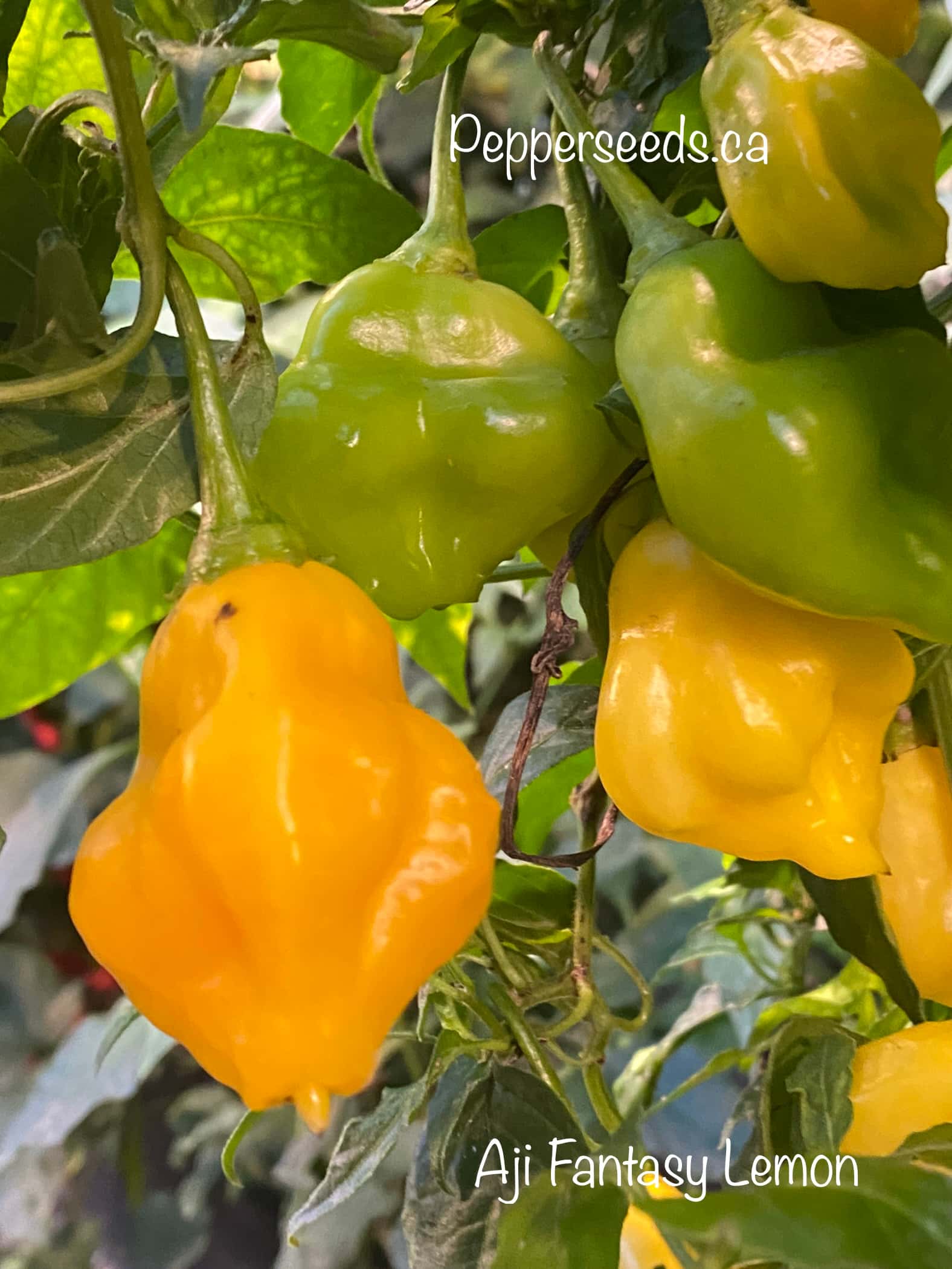 Aji Fantasy Lemon