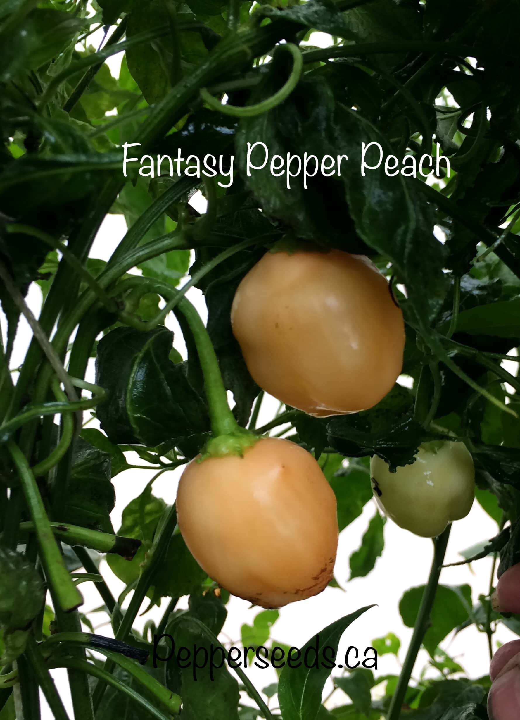 Aji Fantasy Pepper Peach