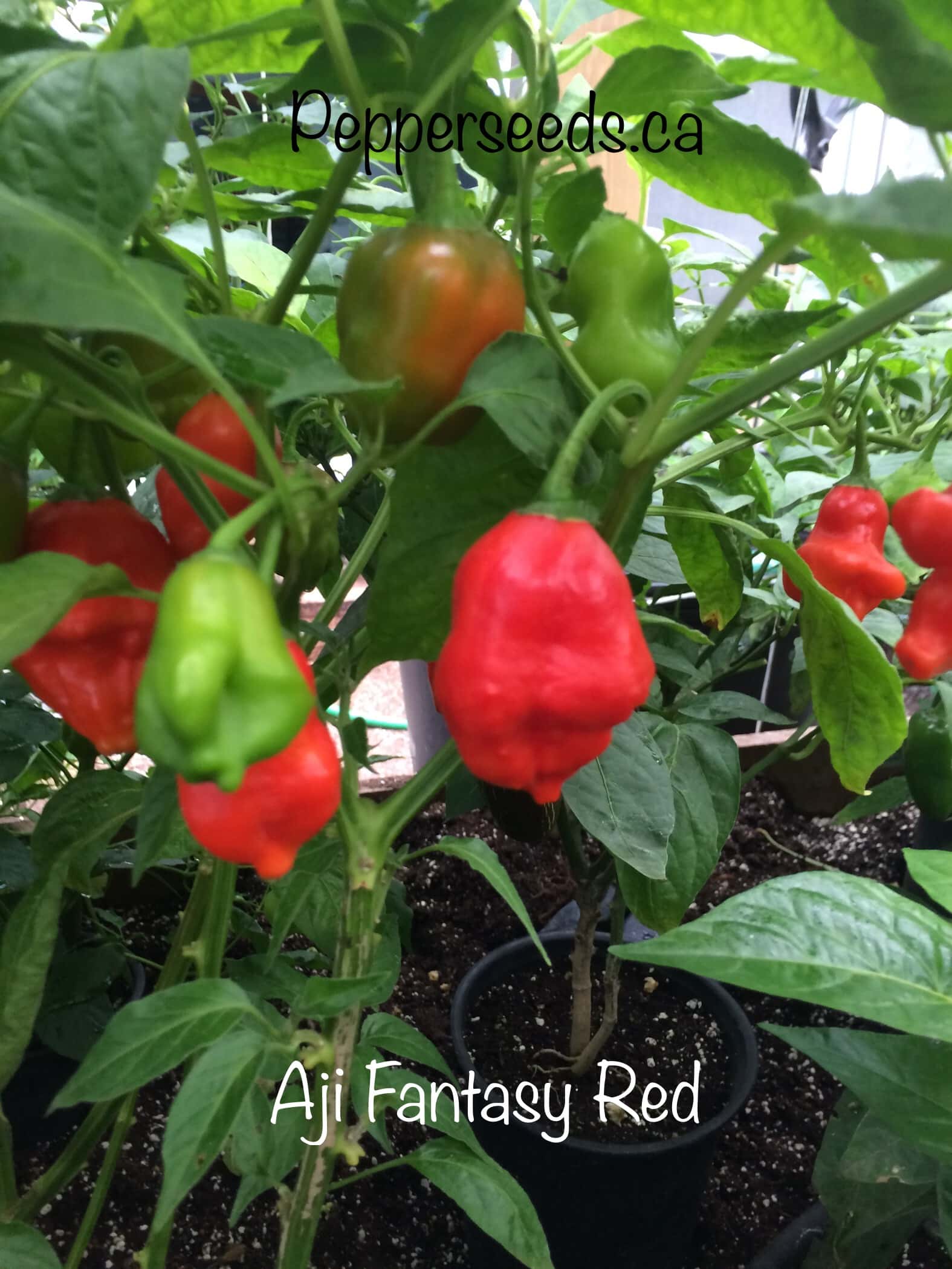 Aji Fantasy Red