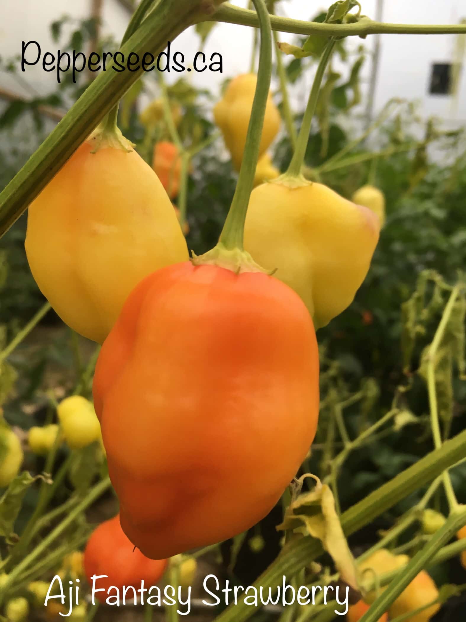 Aji Fantasy Strawberry