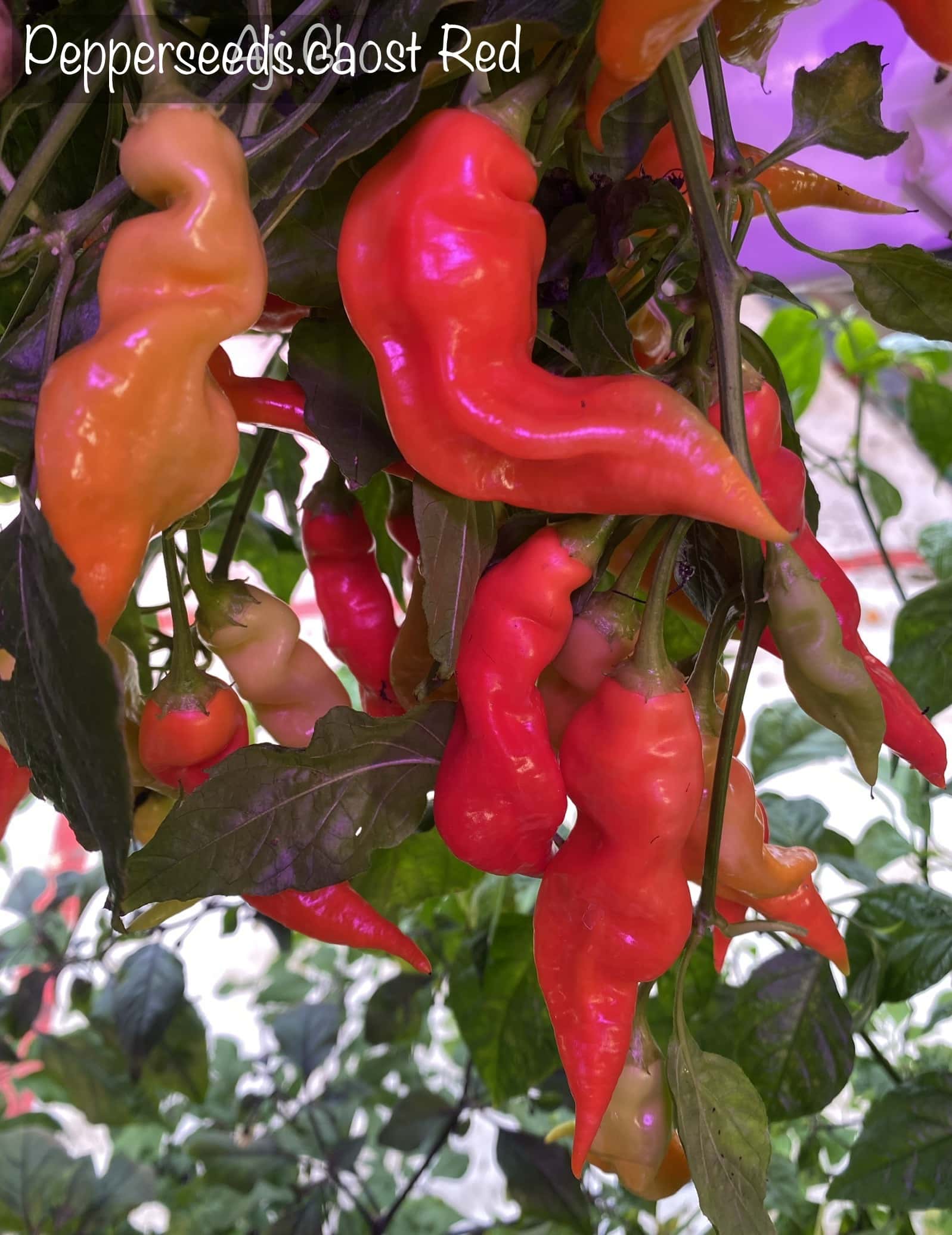 Aji Ghost Red