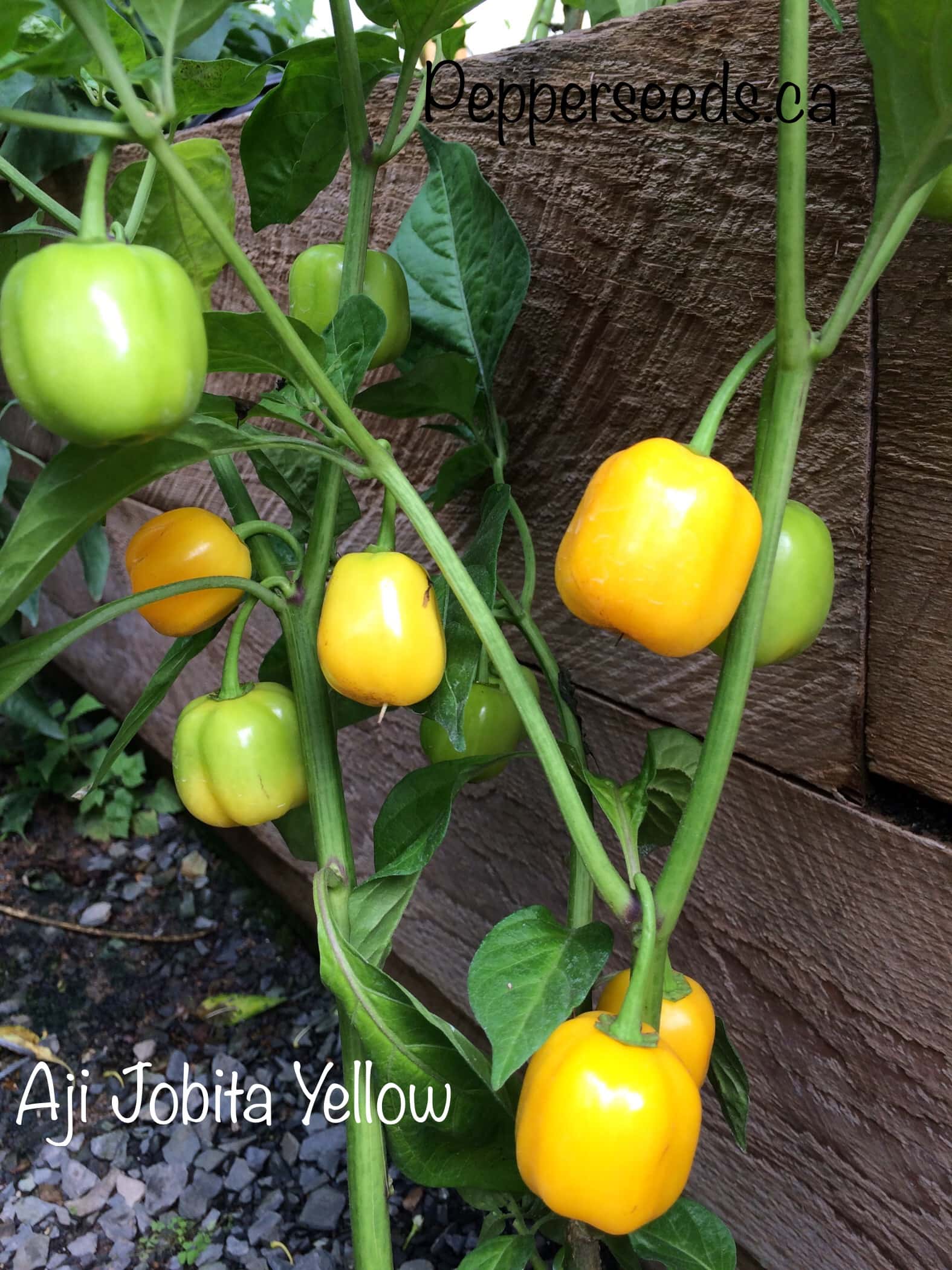 Aji Jobita Yellow