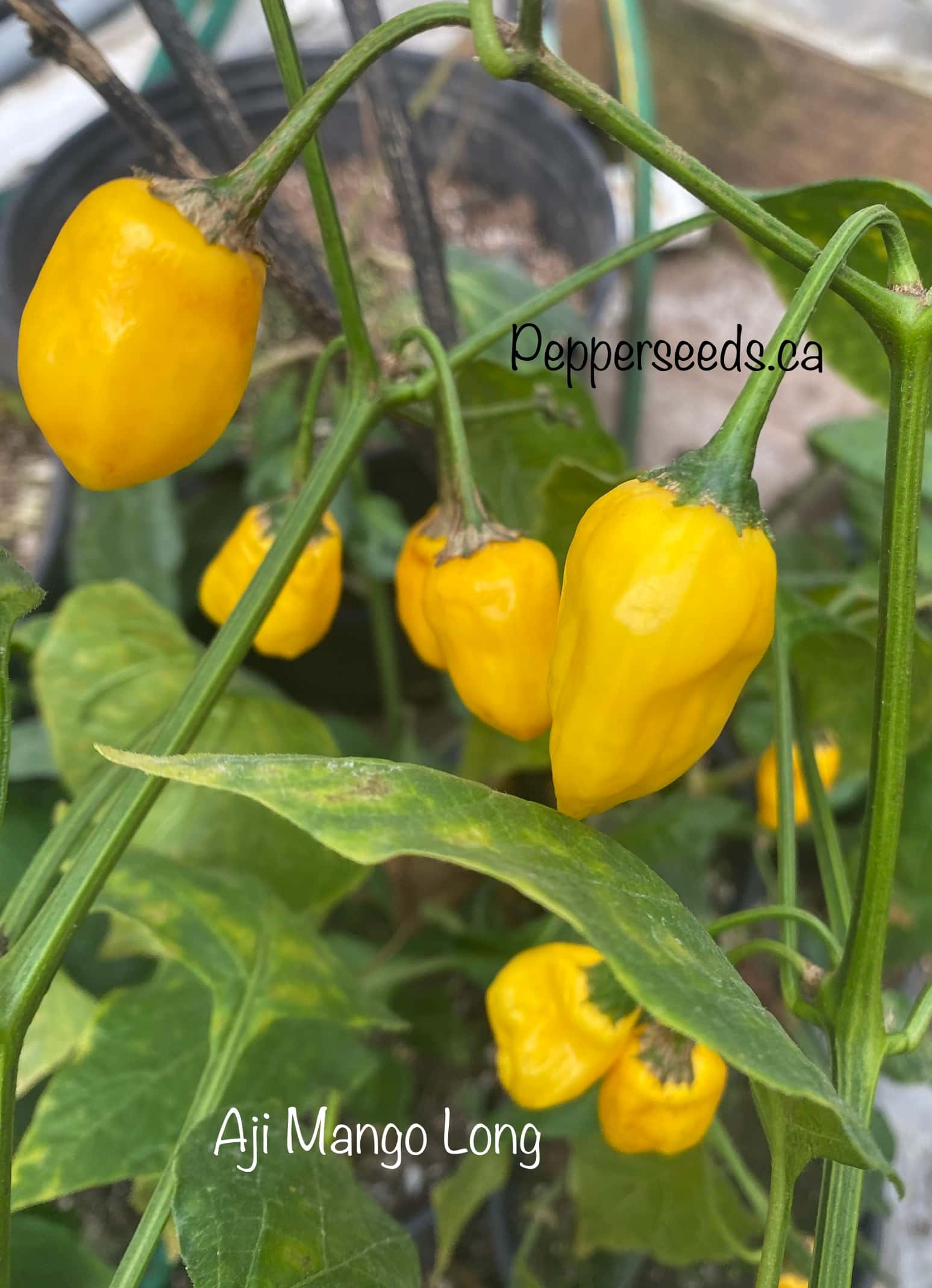Aji Mango Long