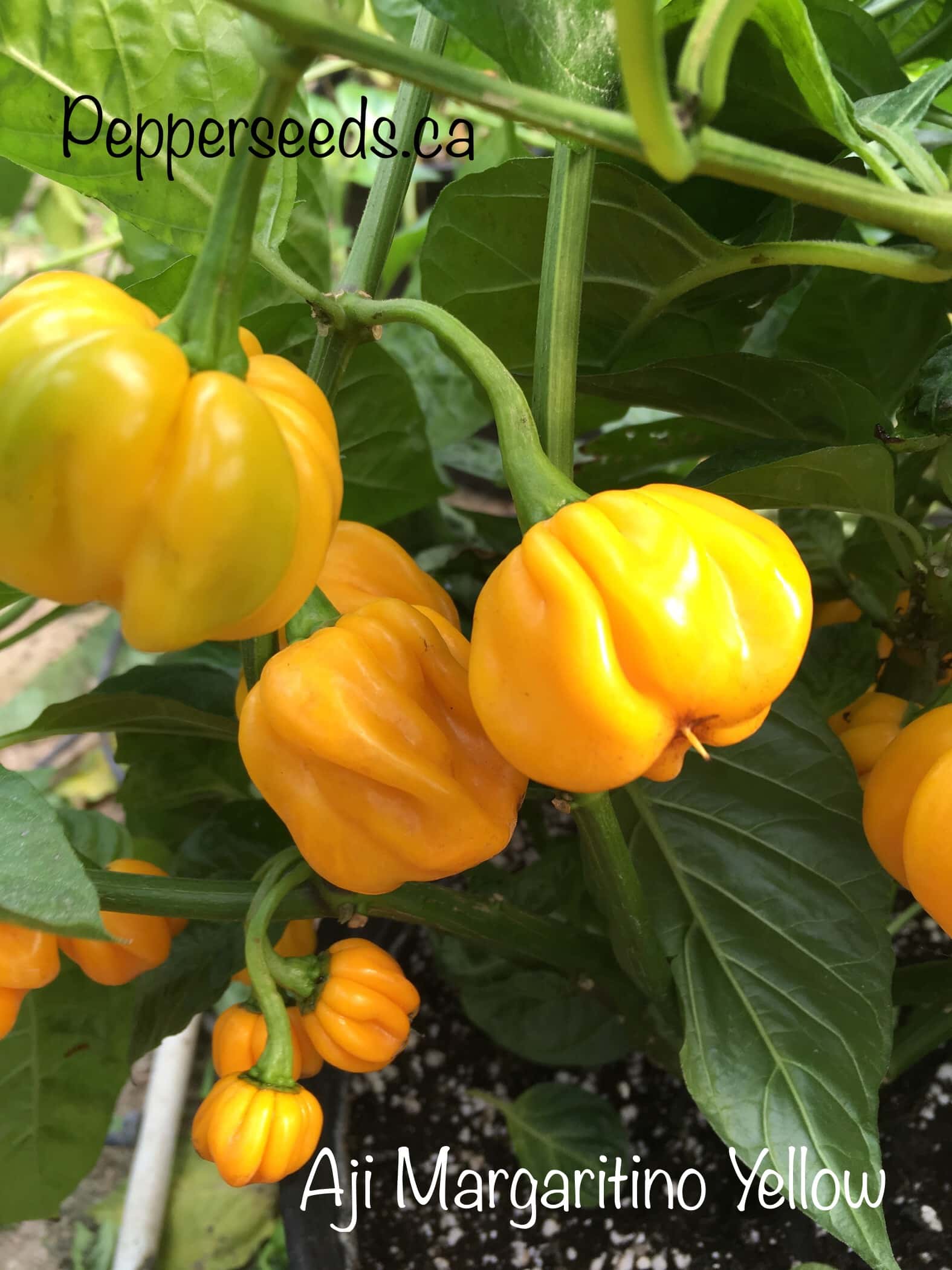 Aji Margaritino Yellow