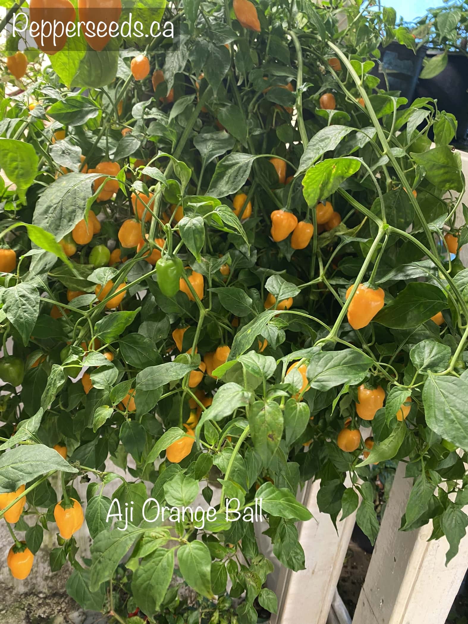 Aji Orange Ball