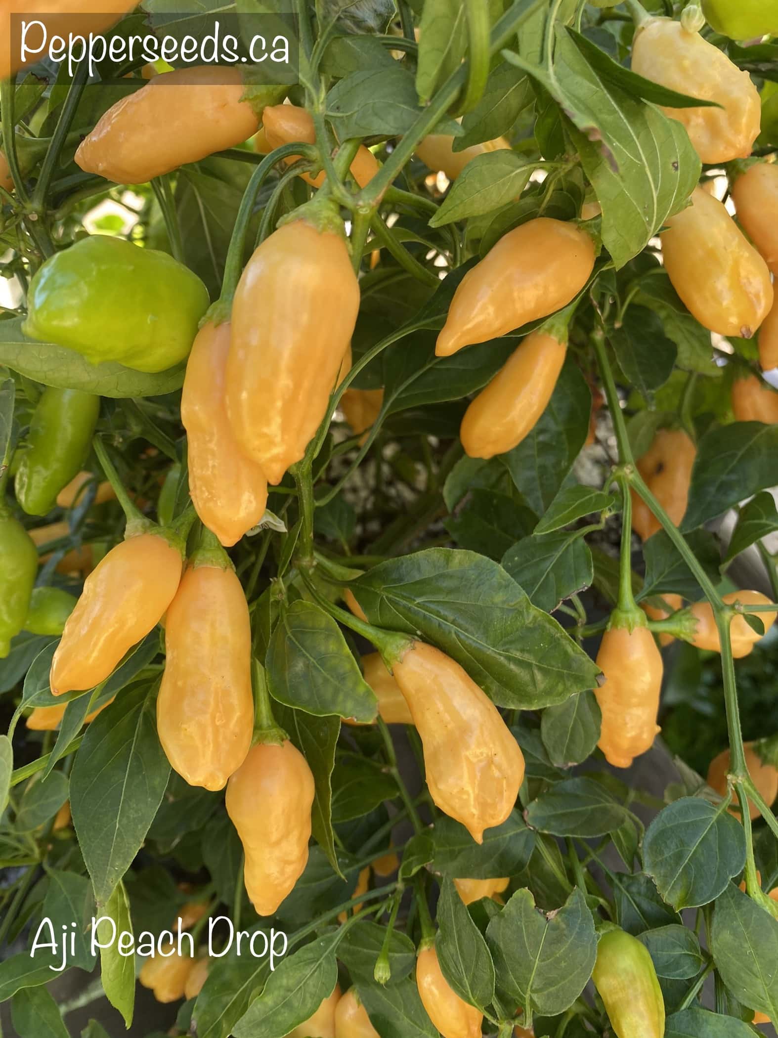 Aji Peach Drop