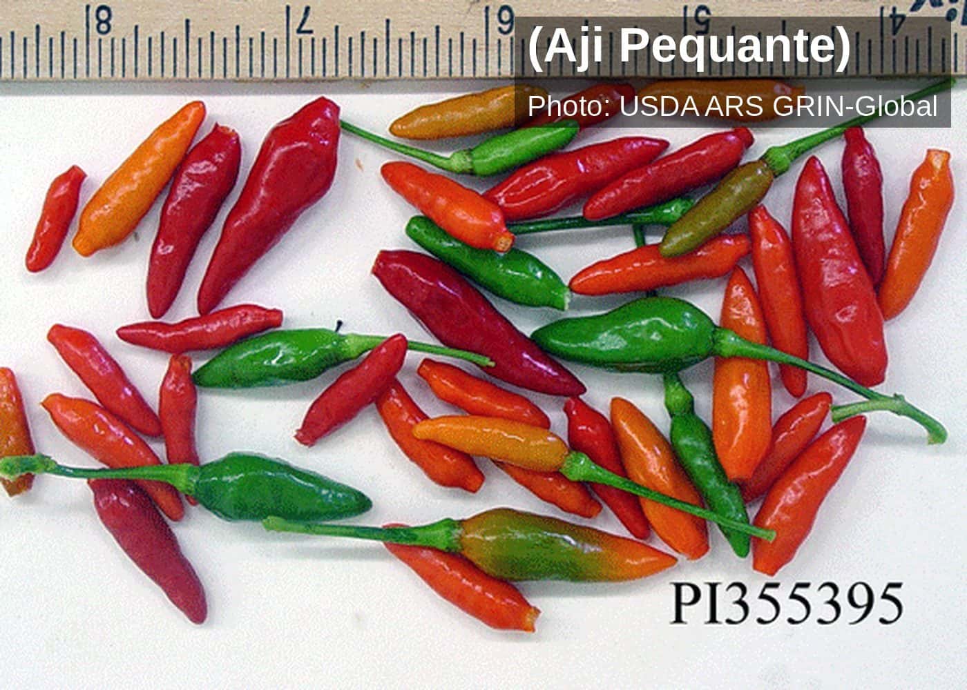 Aji Pequante