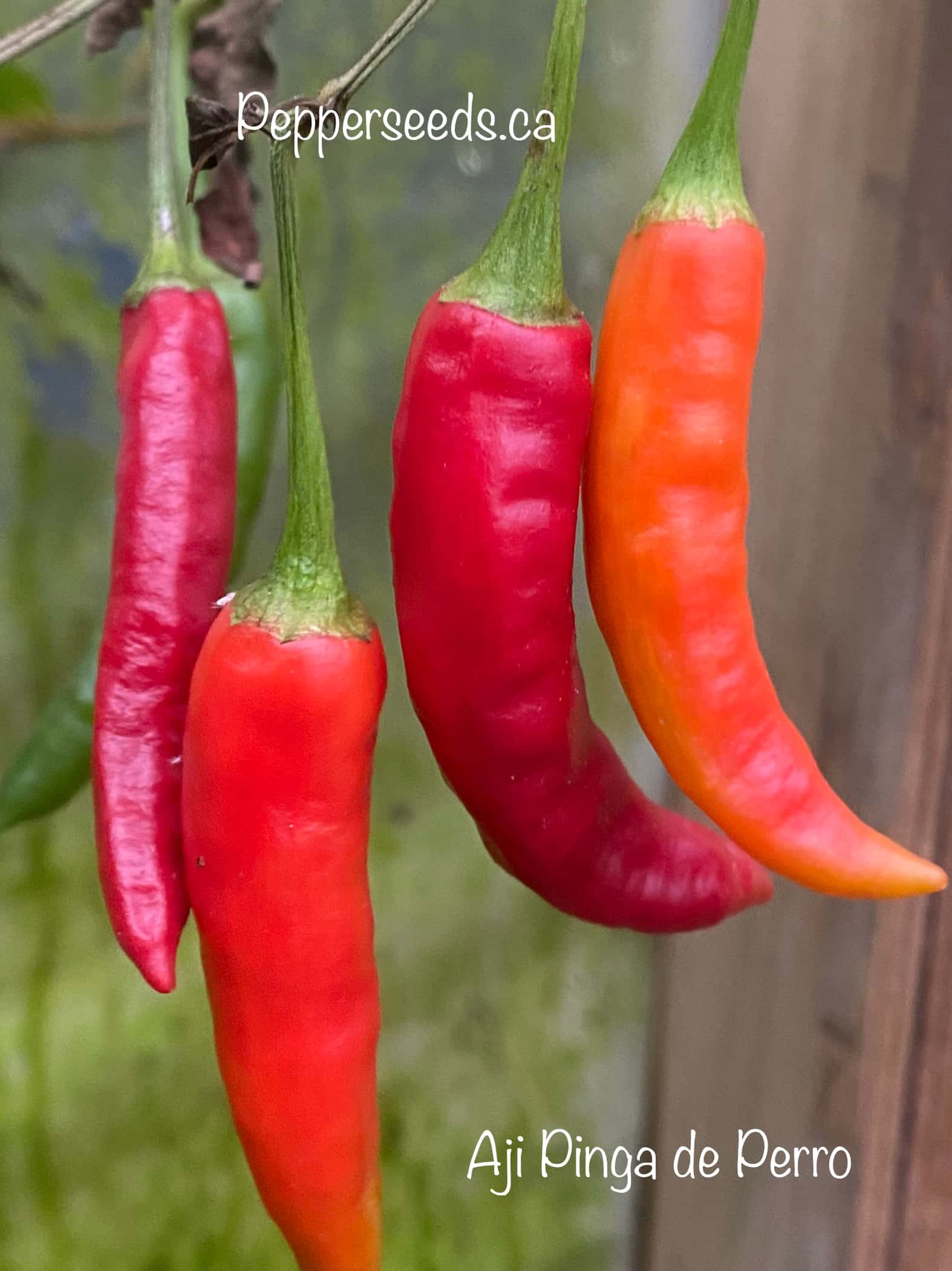 Aji Pinga de Perro