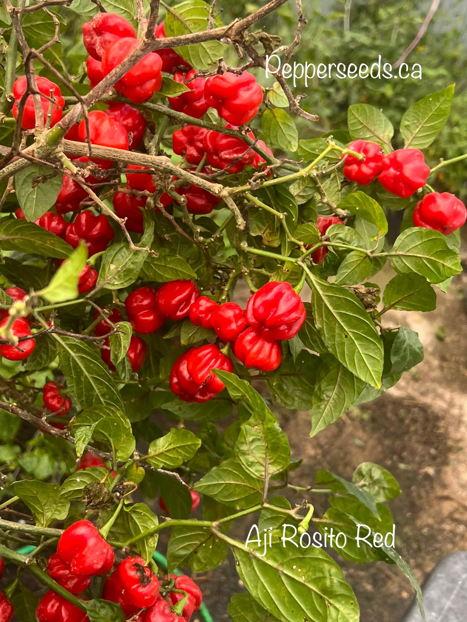Aji Rosito Red