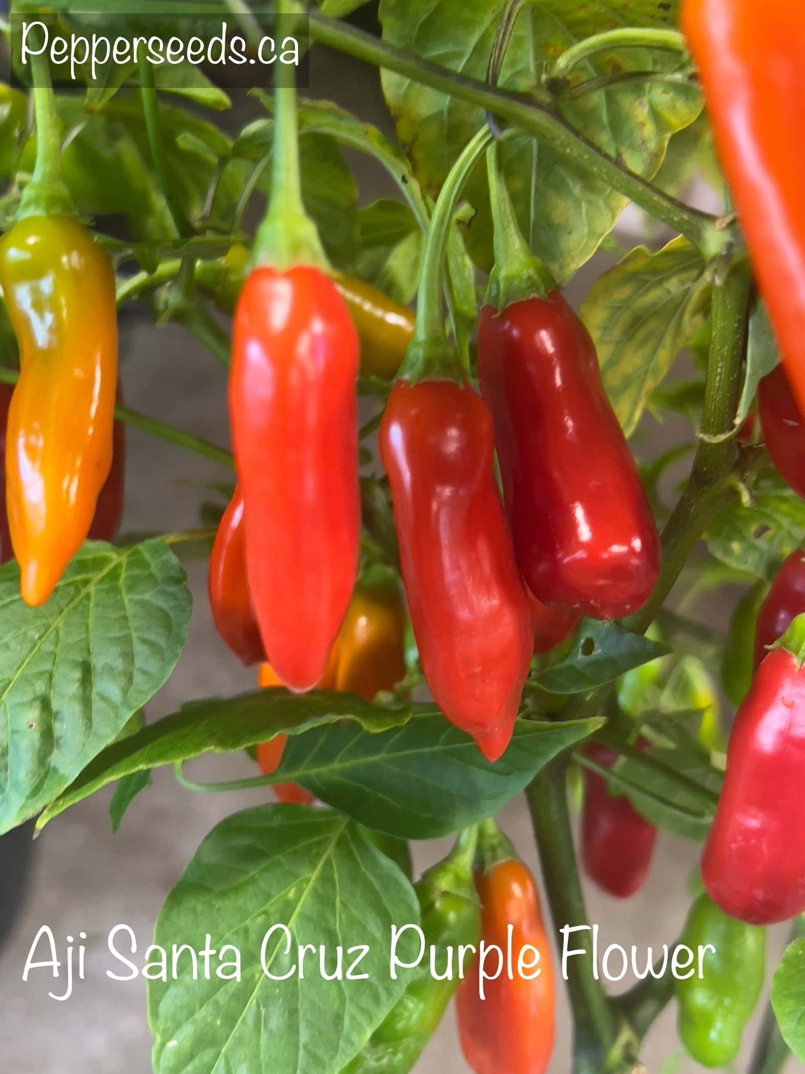 Aji Santa Cruz Purple Flower