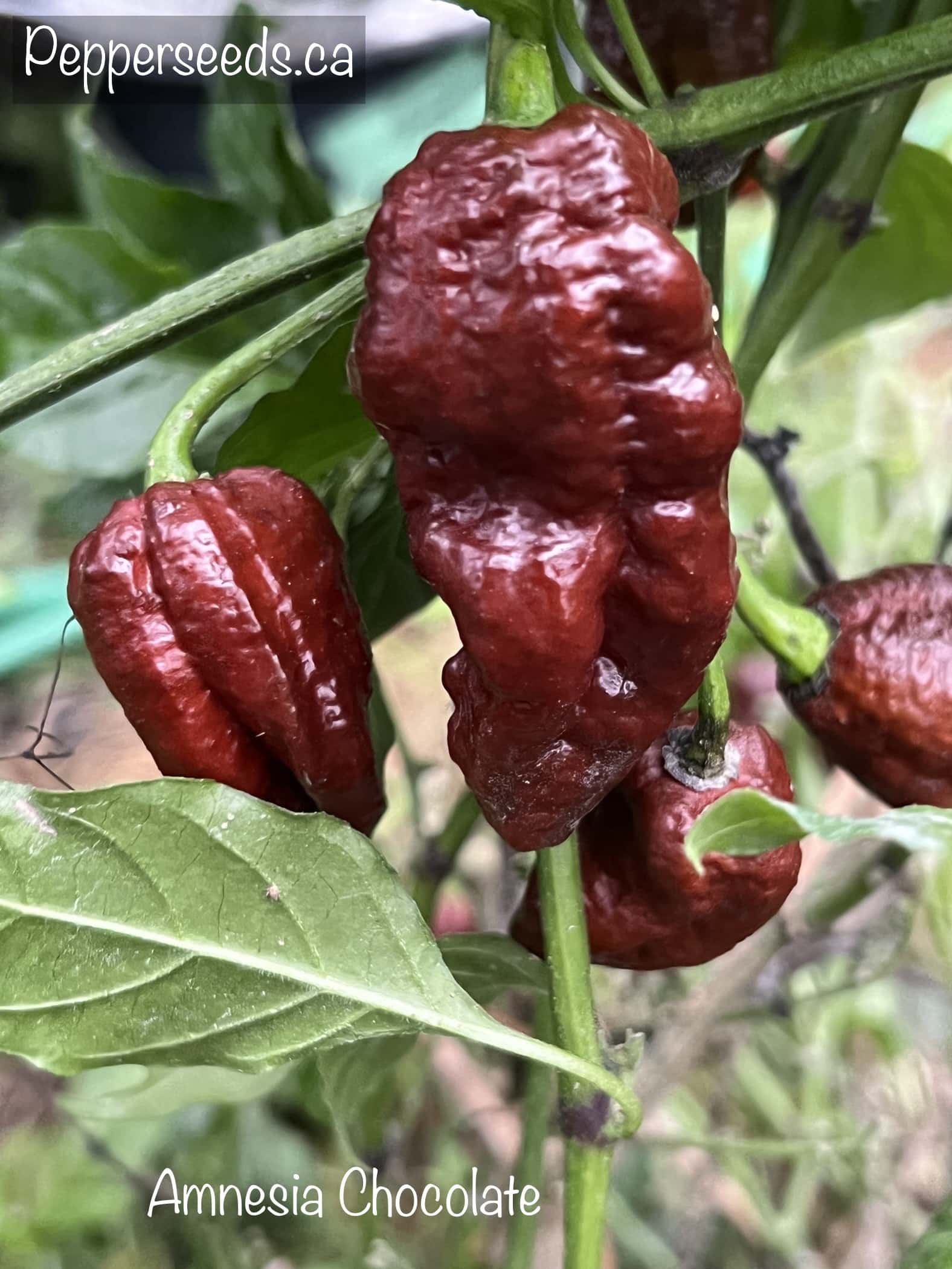 Amnesia Chocolate
