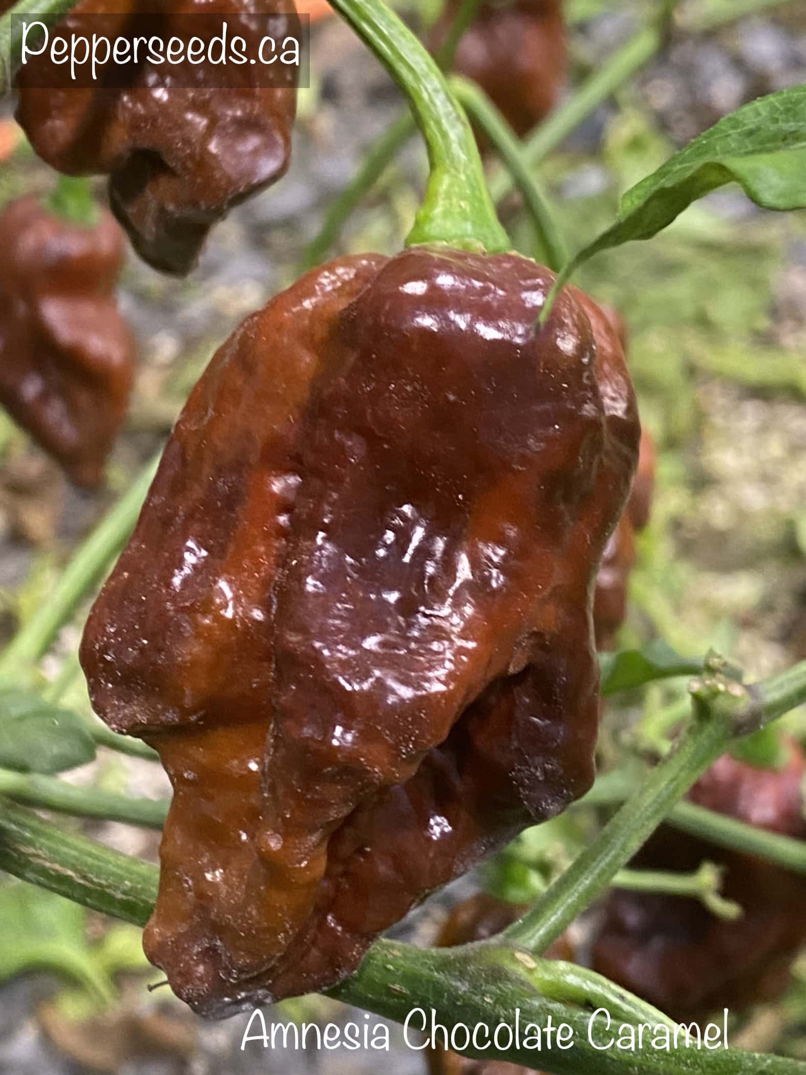 Amnesia Chocolate Caramel