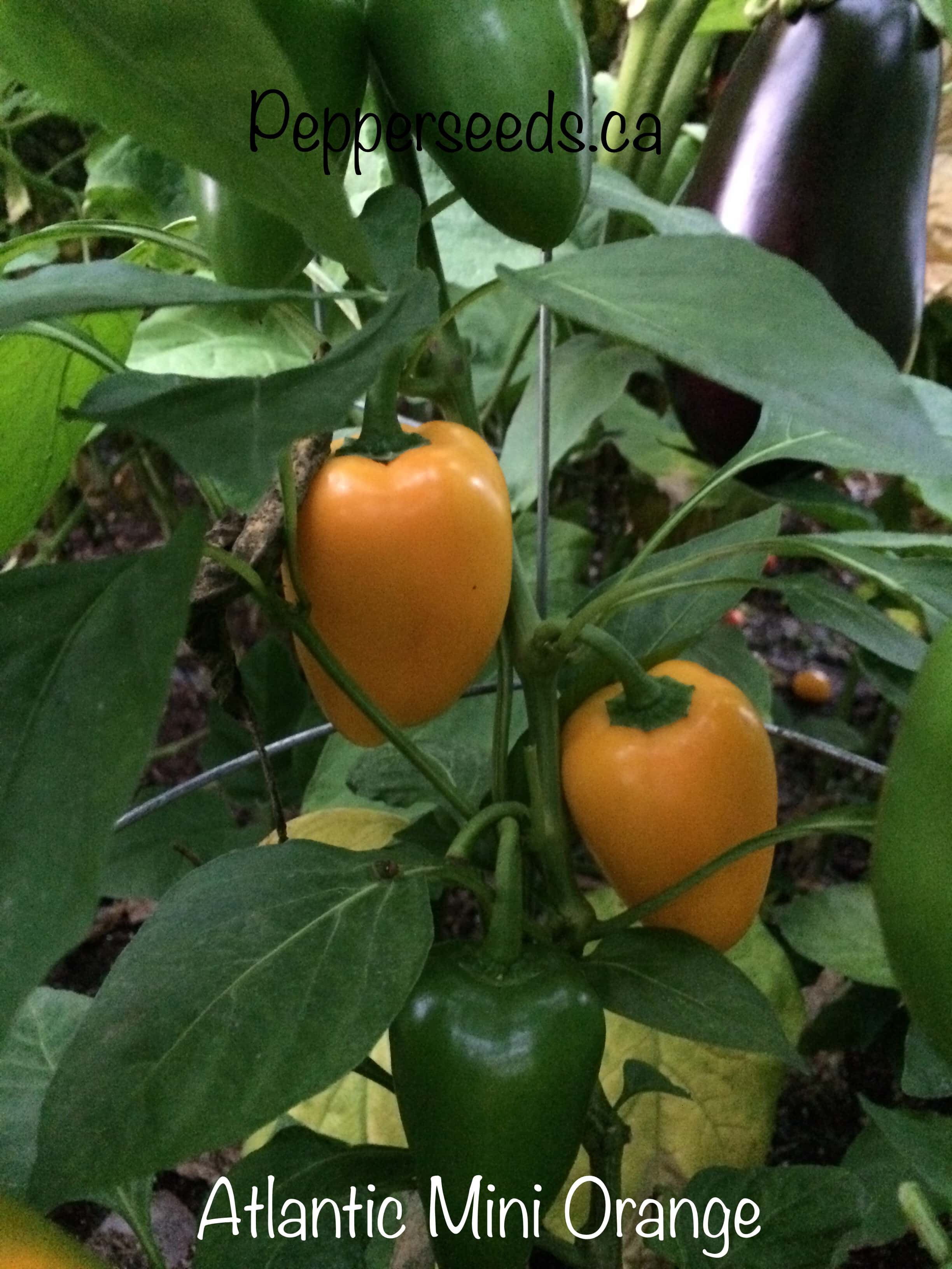 Atlantic Mini Orange