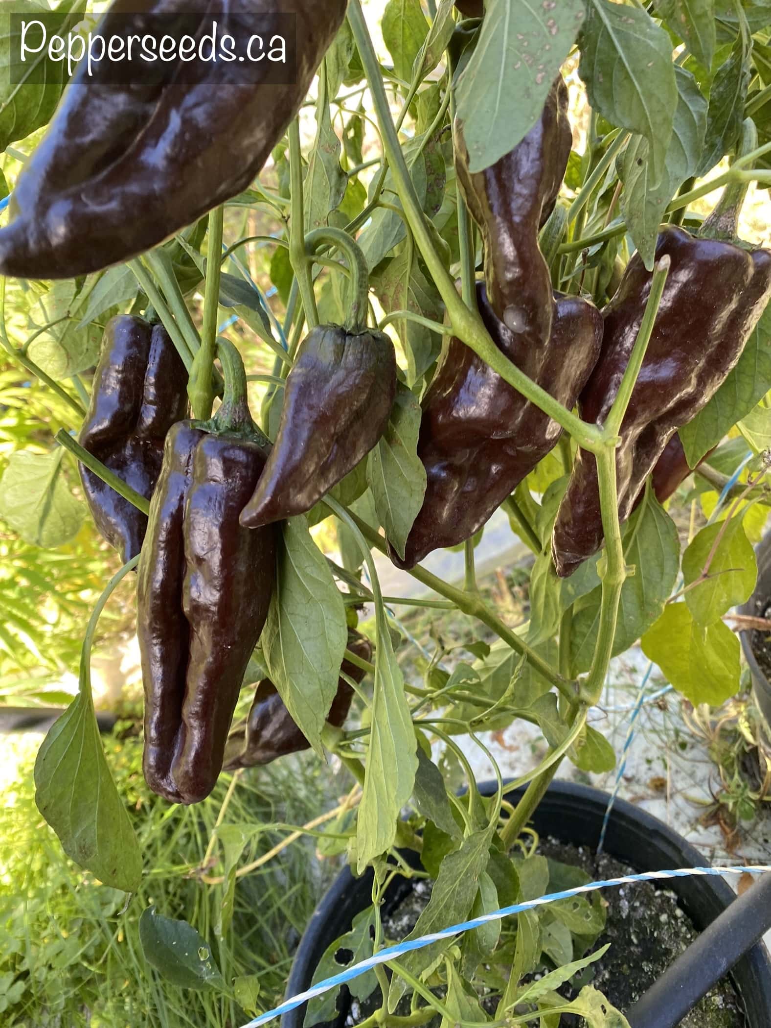 Bastan Poblano
