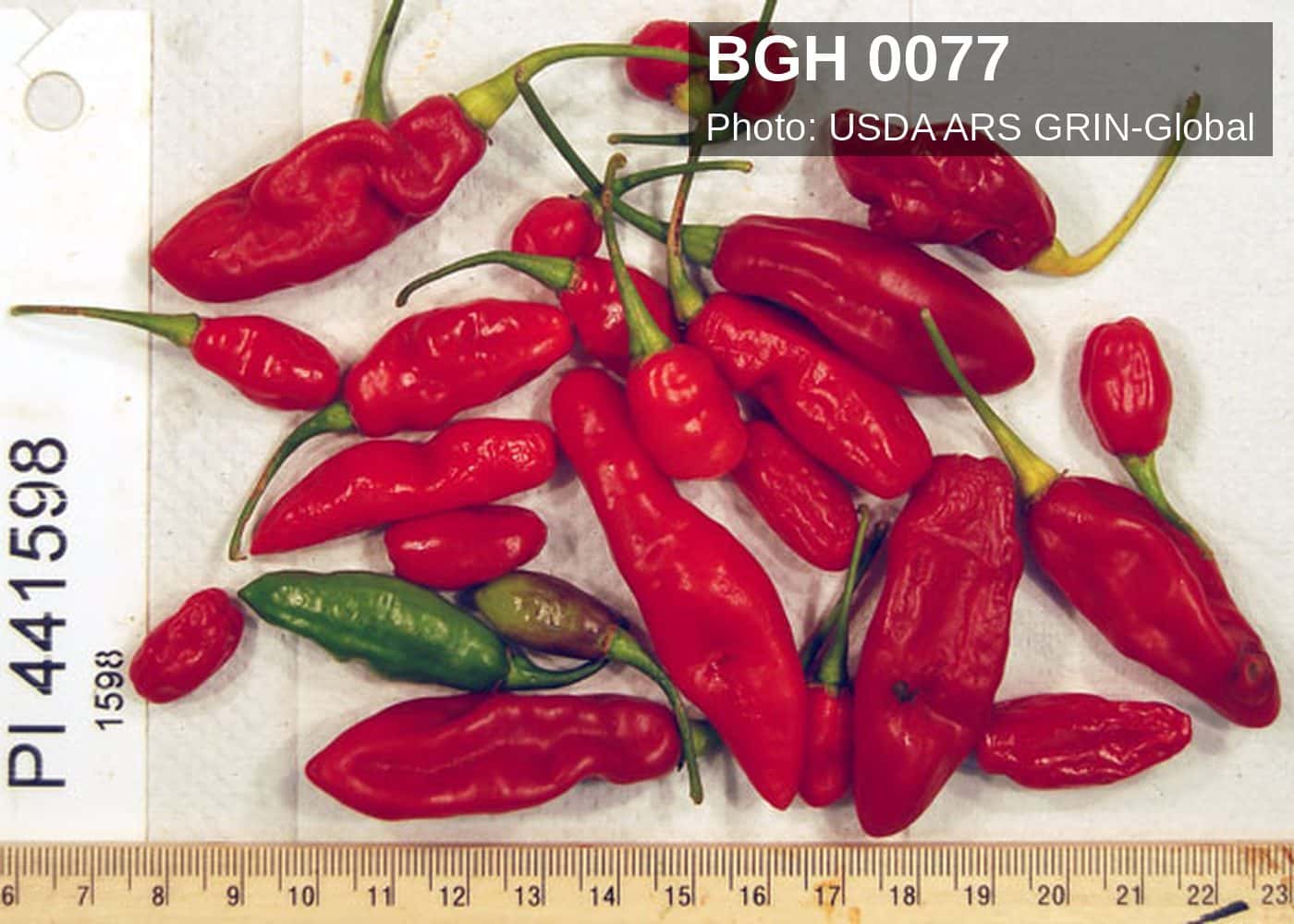 BGH 0077