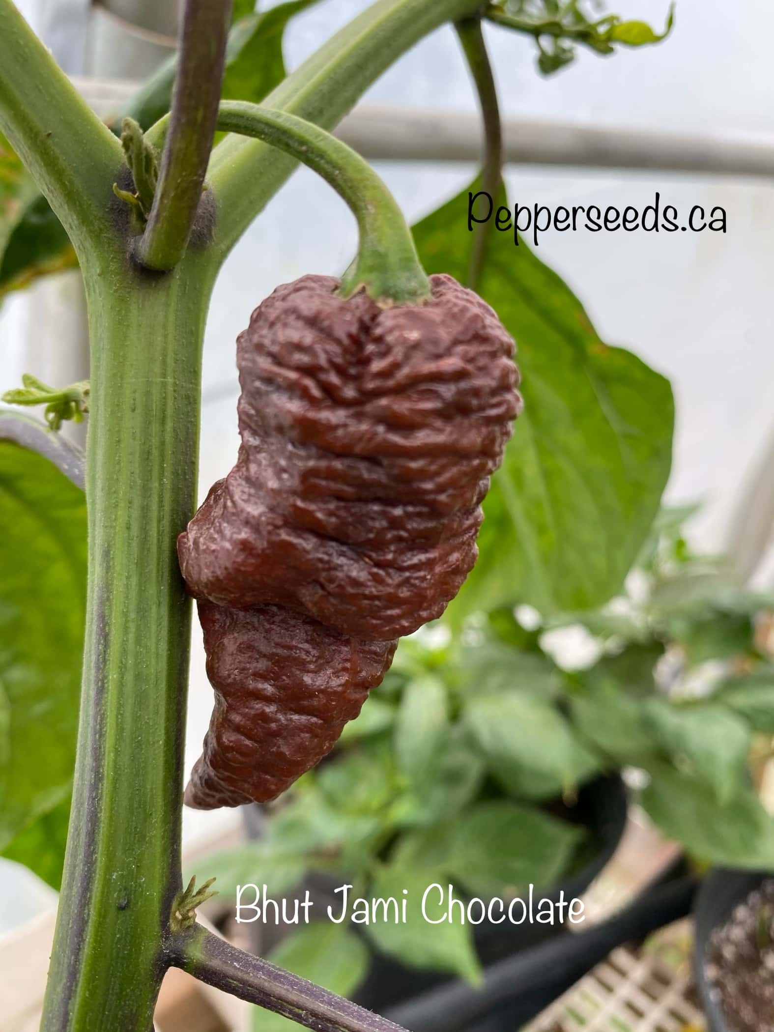 Bhut Jami Chocolate