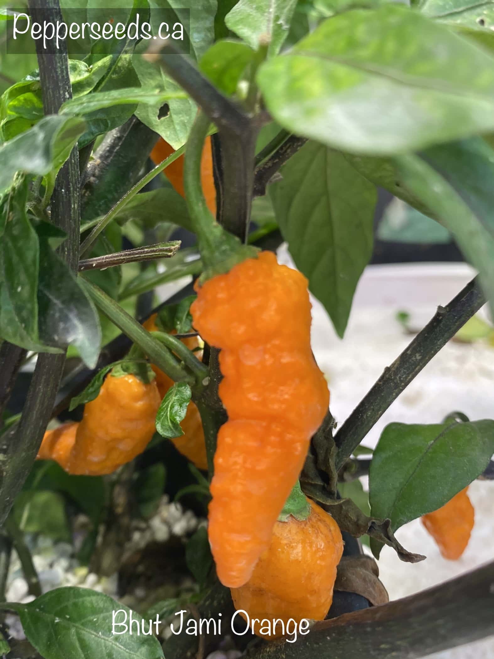 Bhut Jami Orange