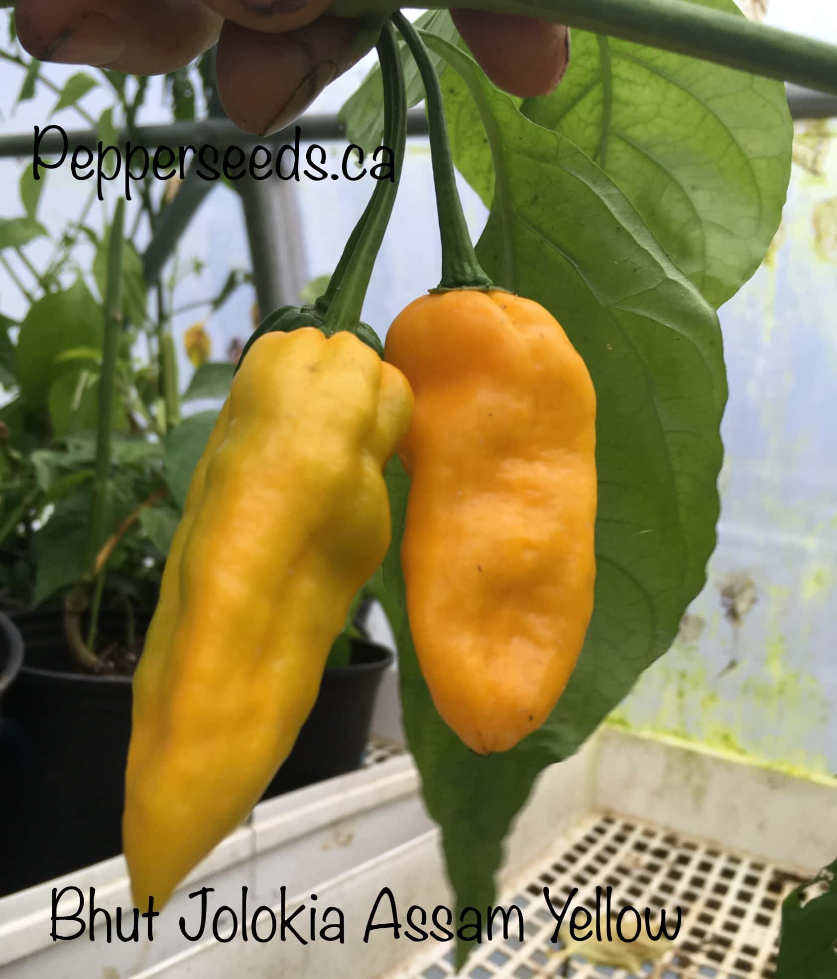 Bhut Jolokia Assam Yellow