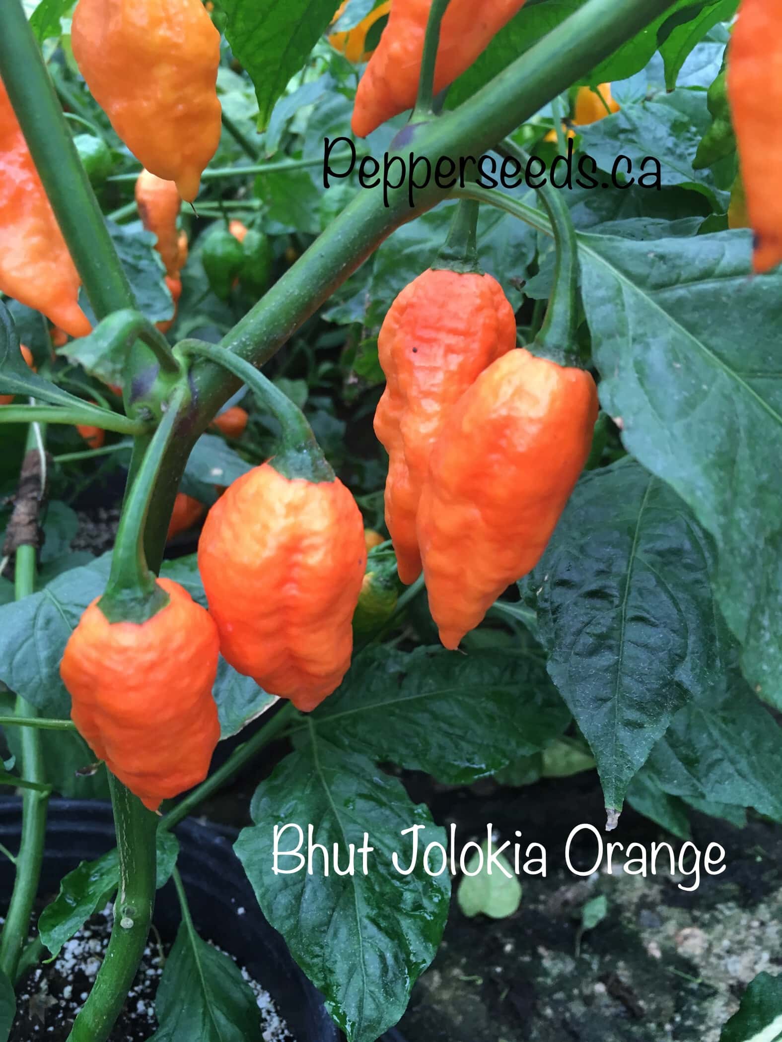 Bhut Jolokia Orange Strain Two
