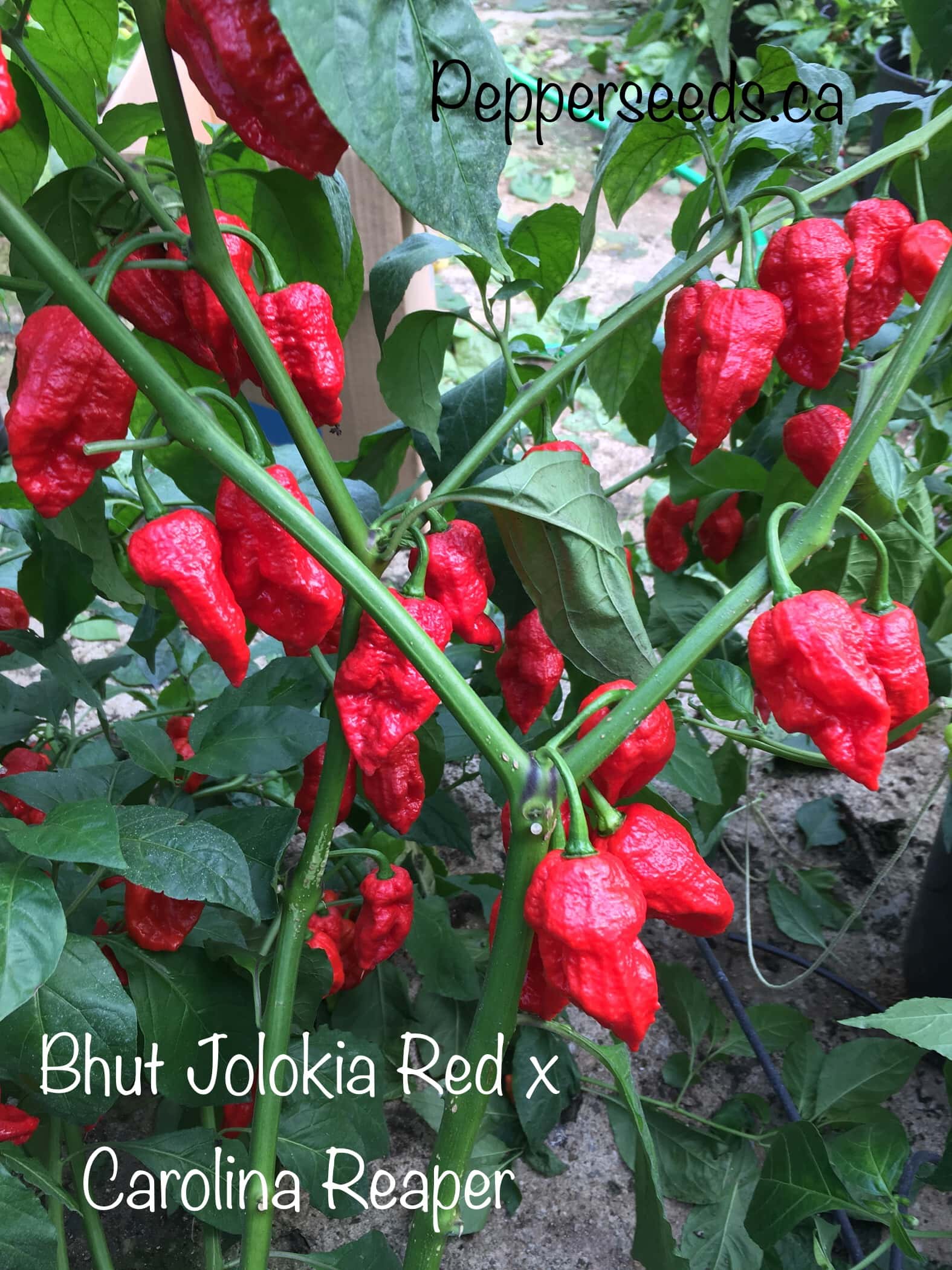 Bhut Jolokia Red x Carolina Reaper
