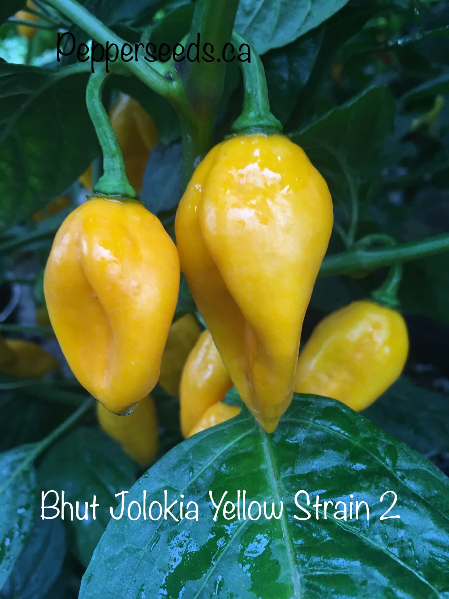 Bhut Jolokia Yellow Strain 2