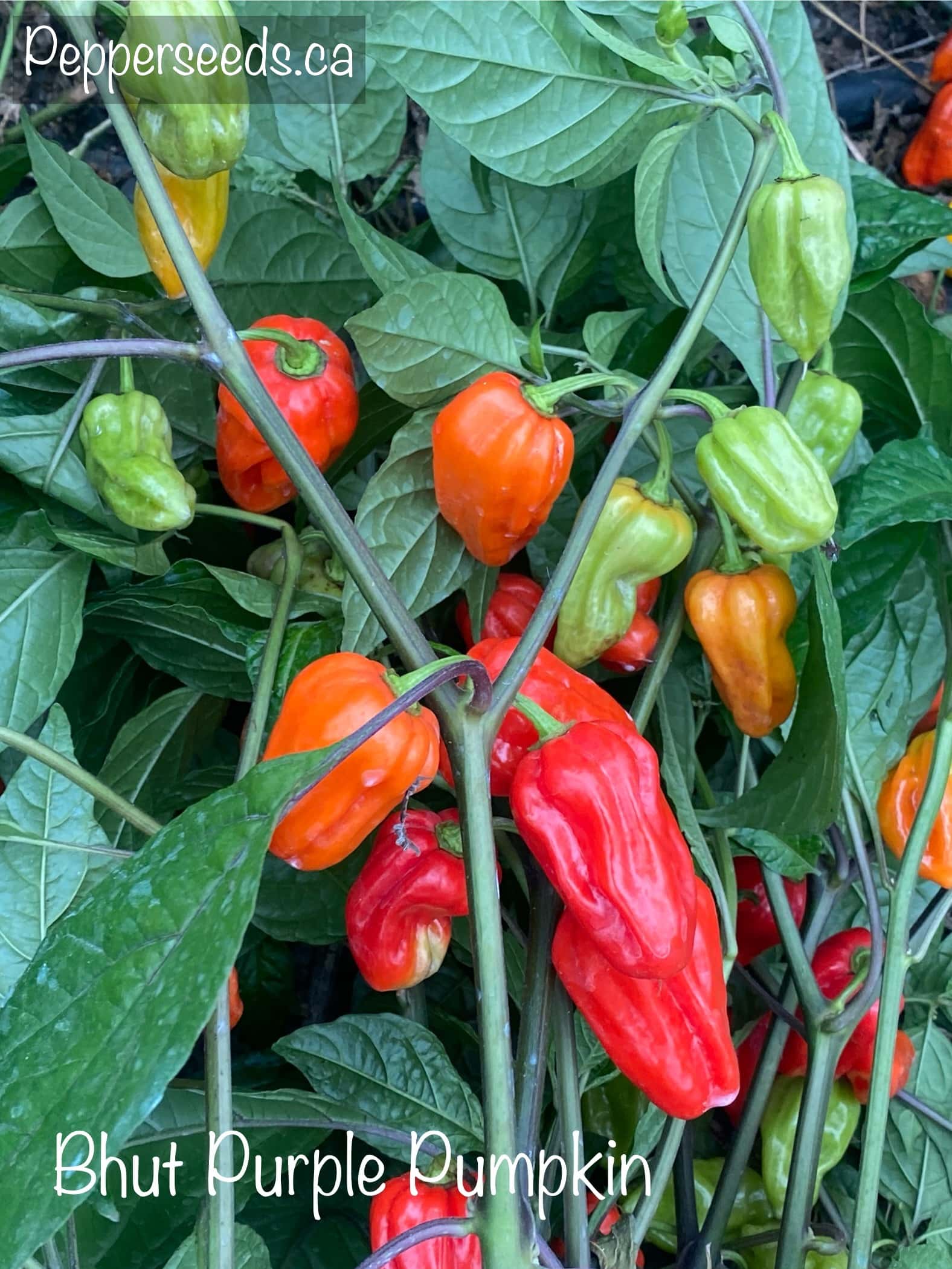 Bhut Purple Pumpkin