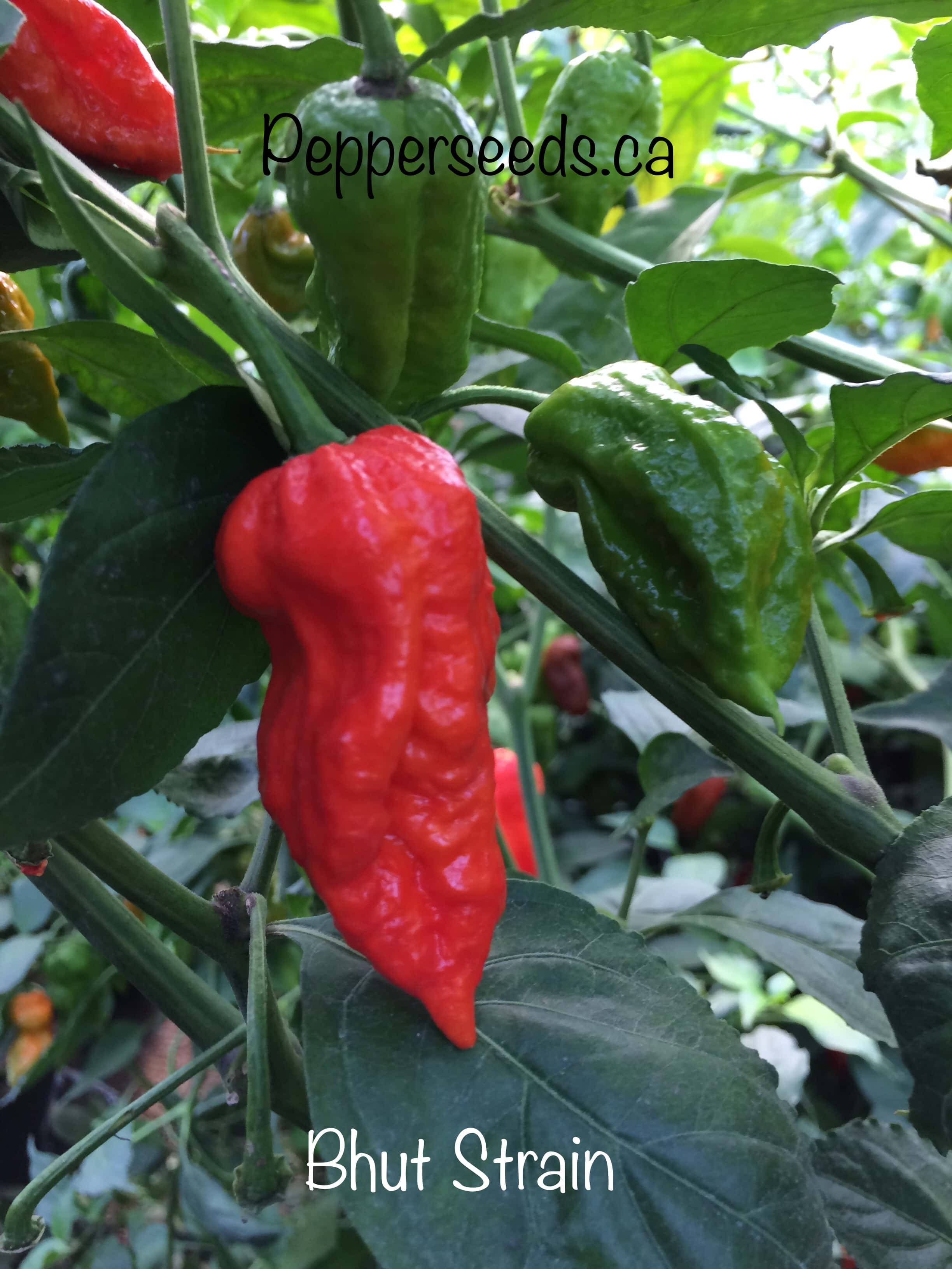 Bhut Strain Pepper