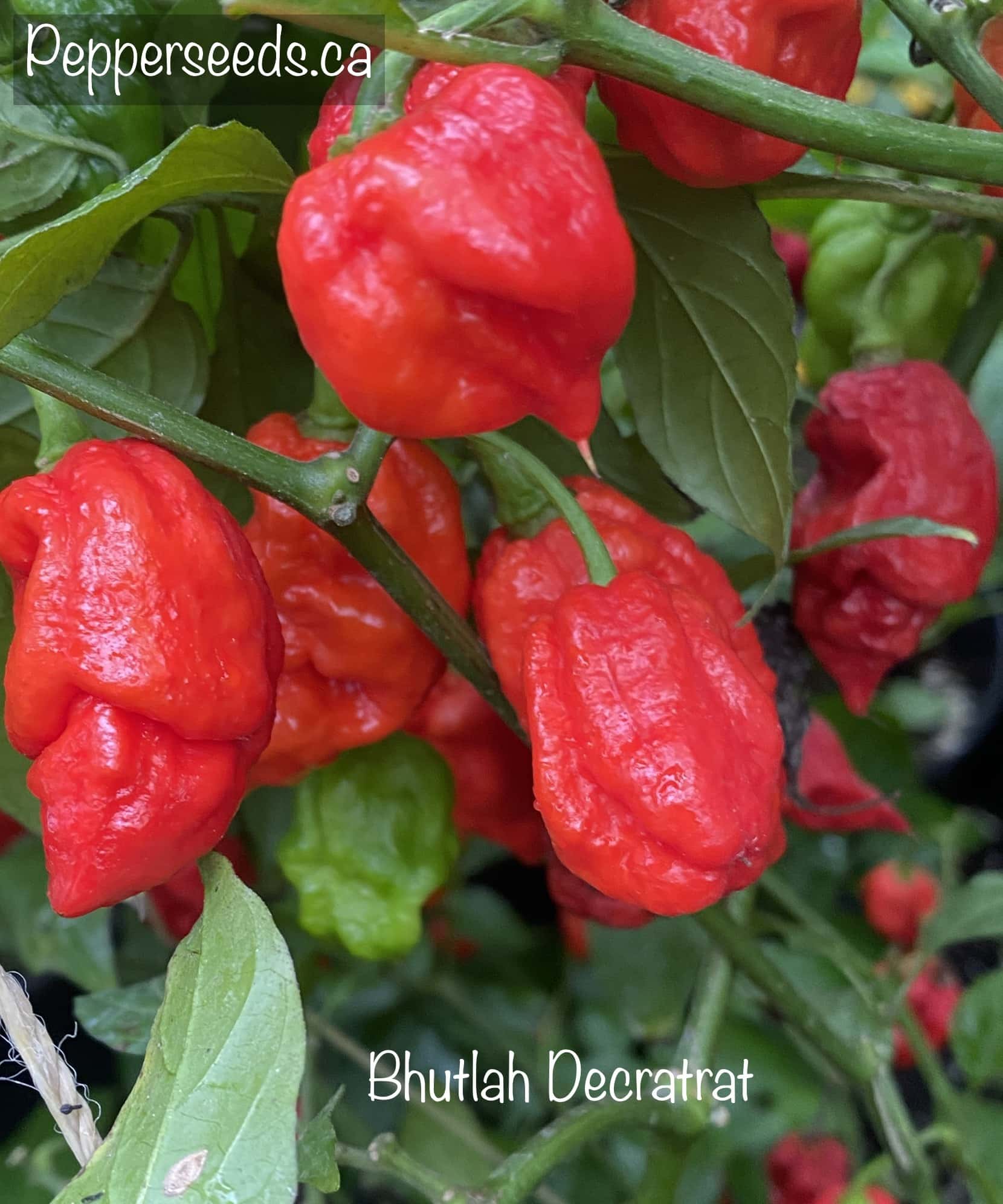 Bhutlah Decratrat