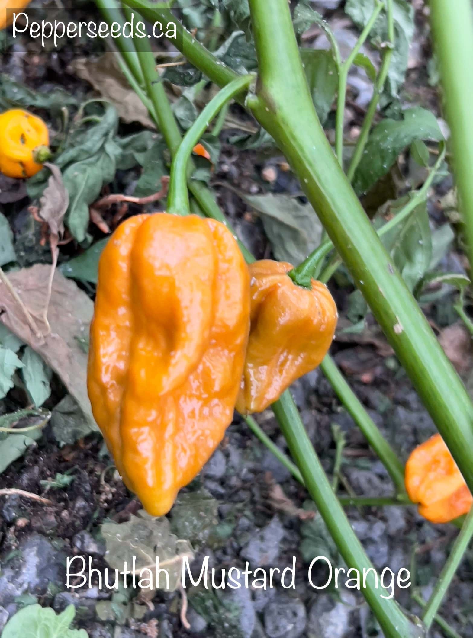 Bhutlah Mustard Orange