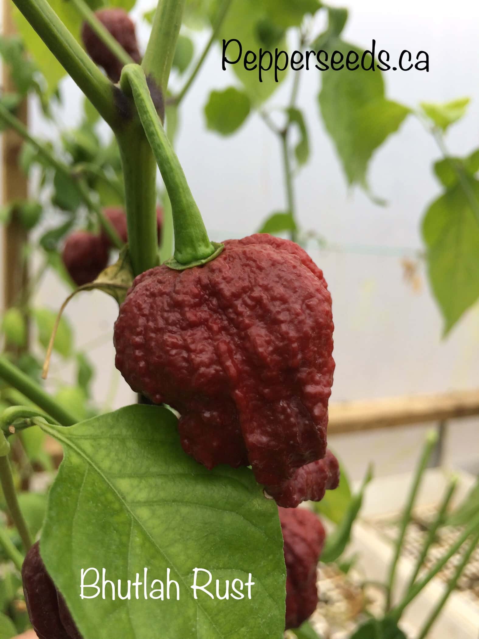 Bhutlah Rust