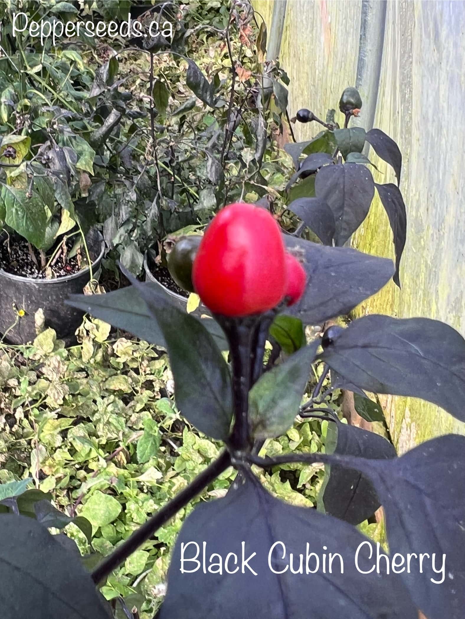Black Cubin Cherry