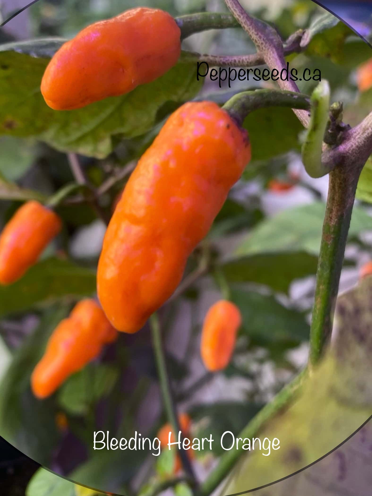 Bleeding Heart Orange