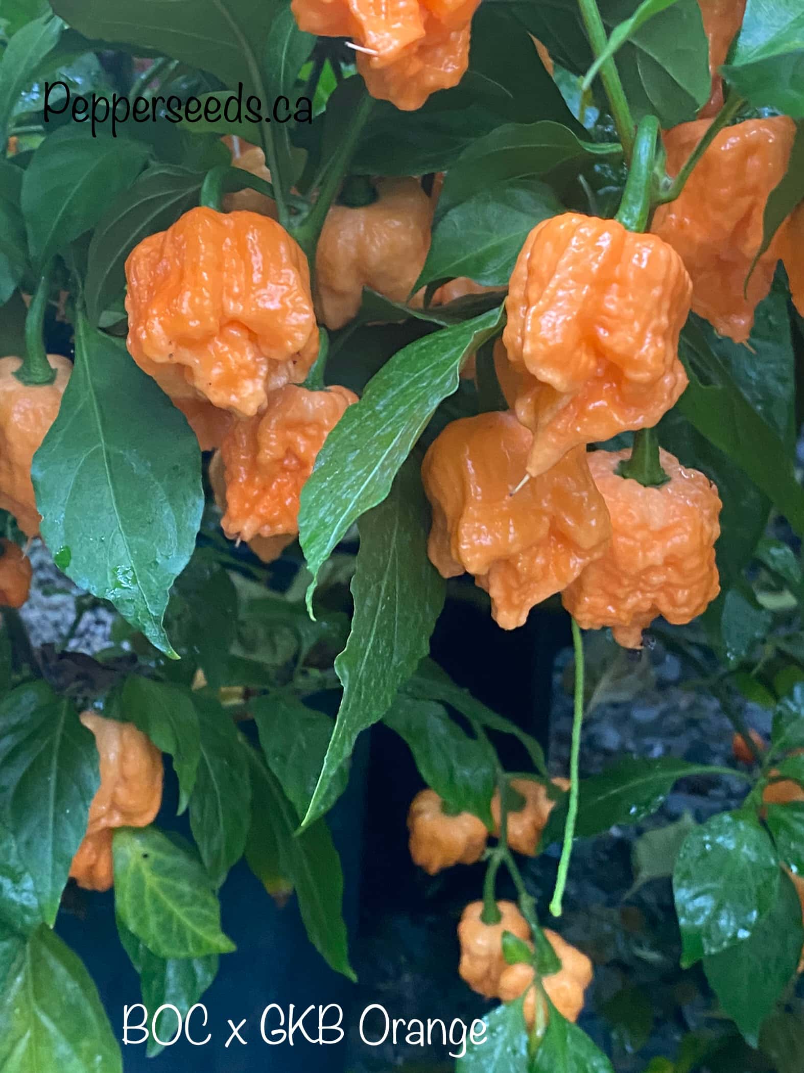 BOC x GKB Orange