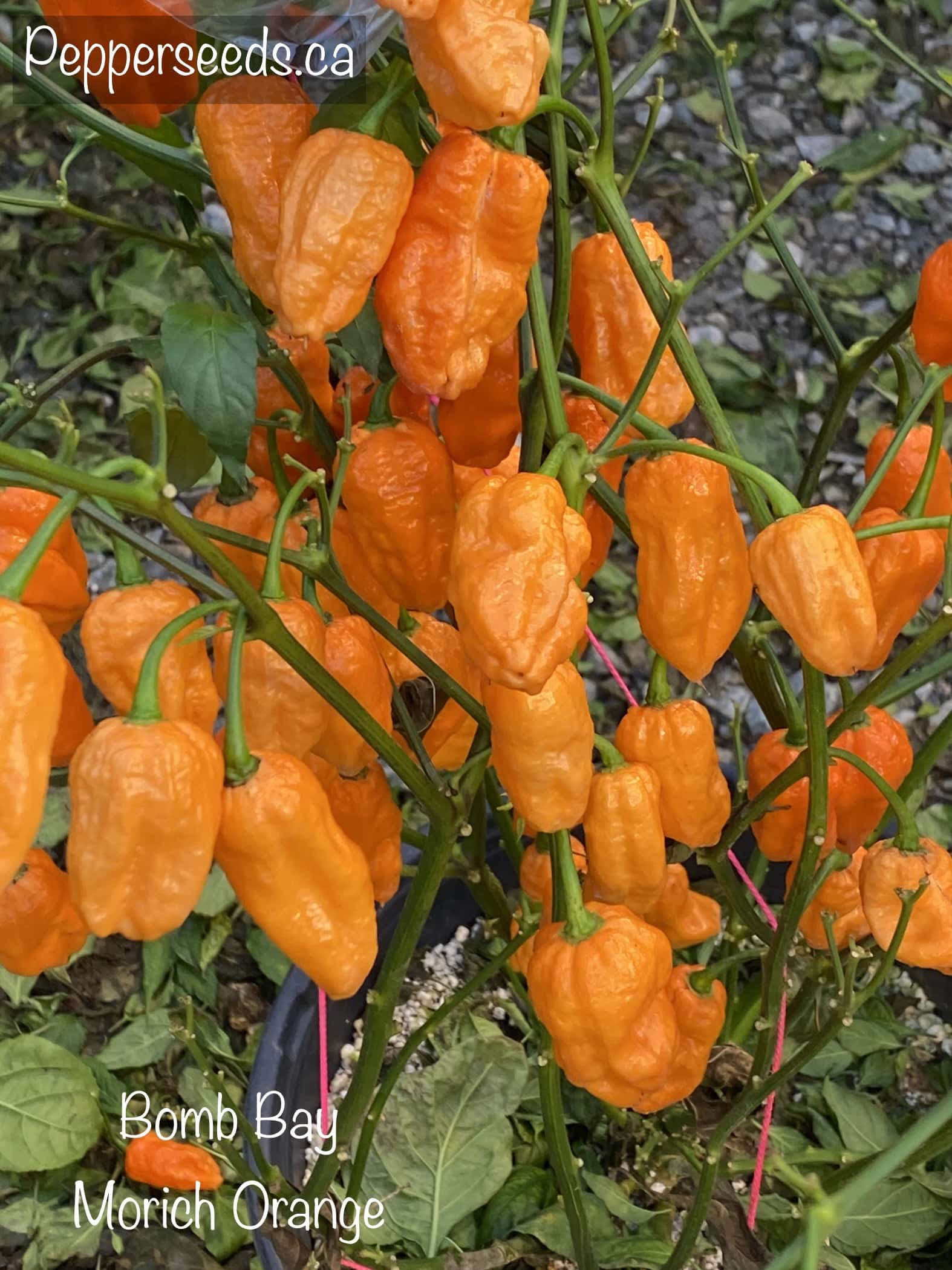 Bombay Morich Orange