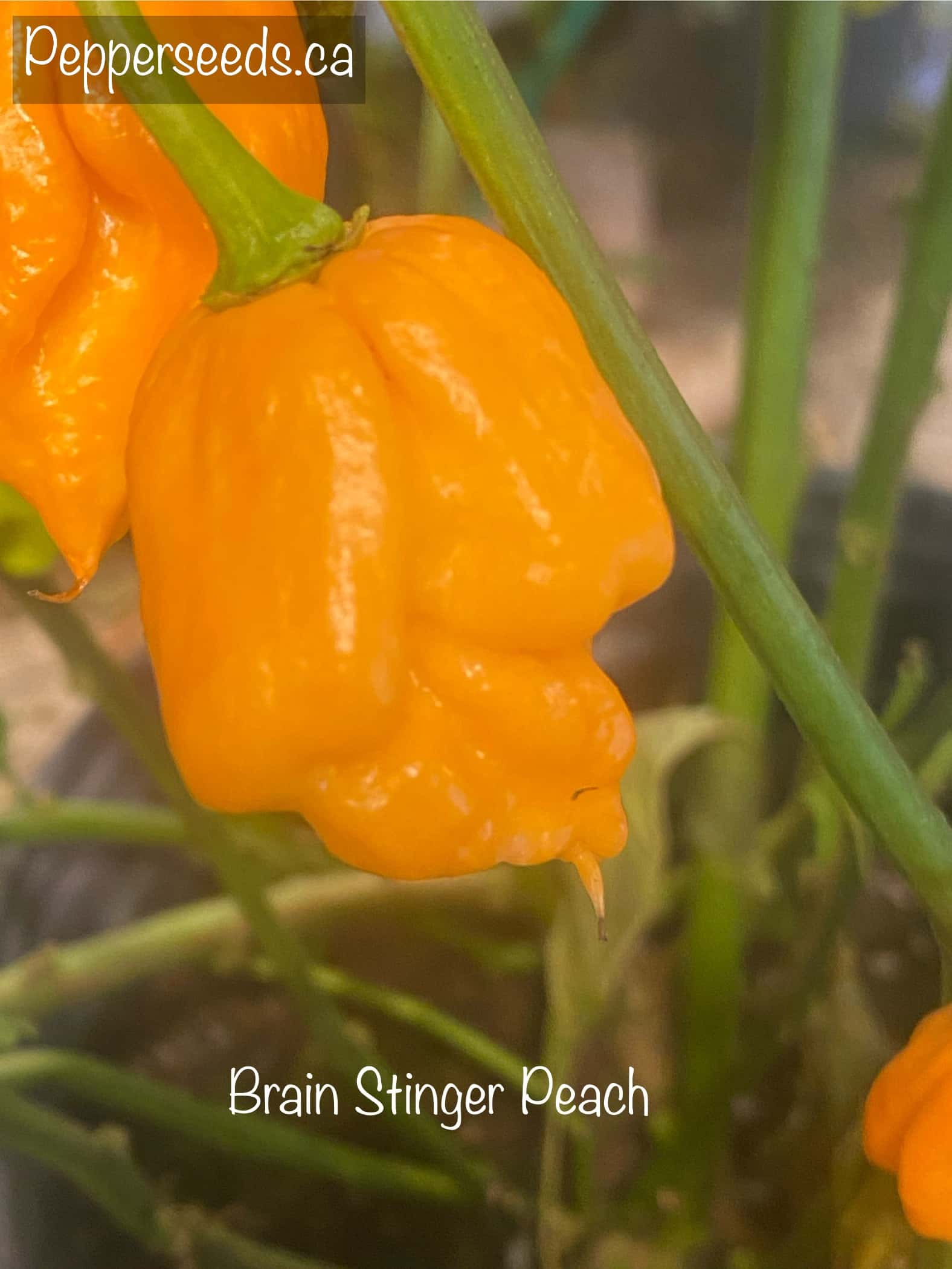 Brain Stinger Peach