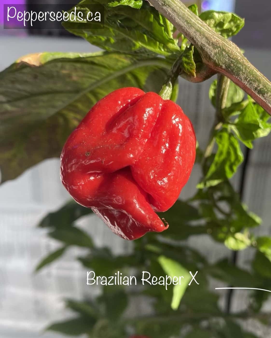Brazilian Reaper X