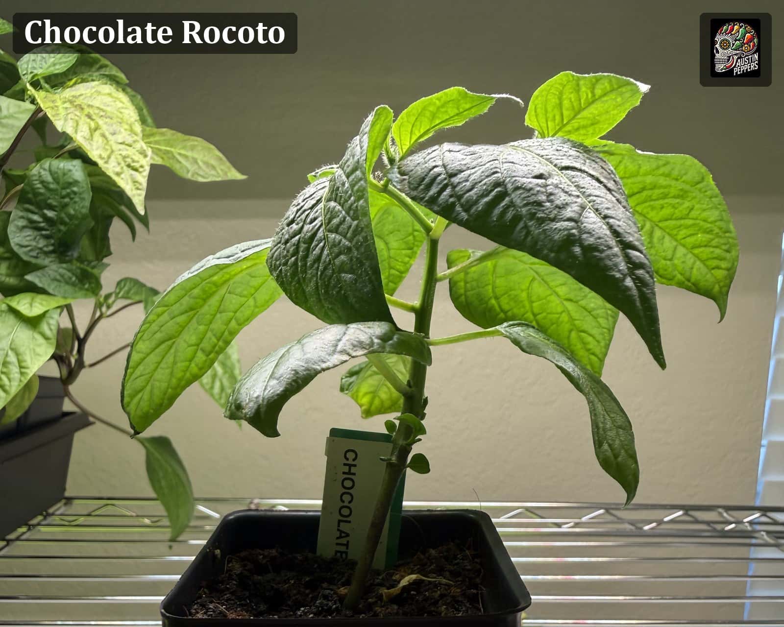 Brown Rocoto