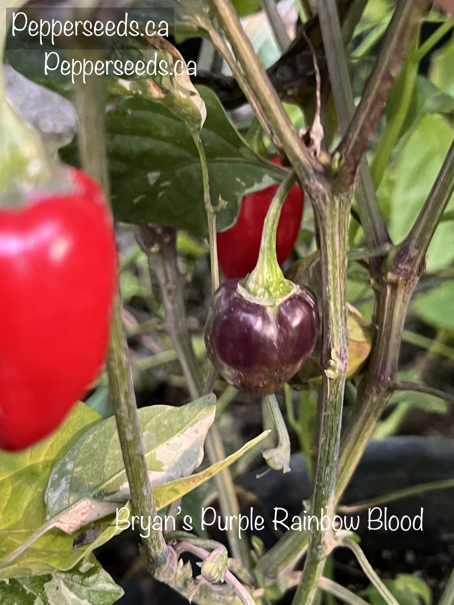 Bryan’s Purple Rainbow Blood