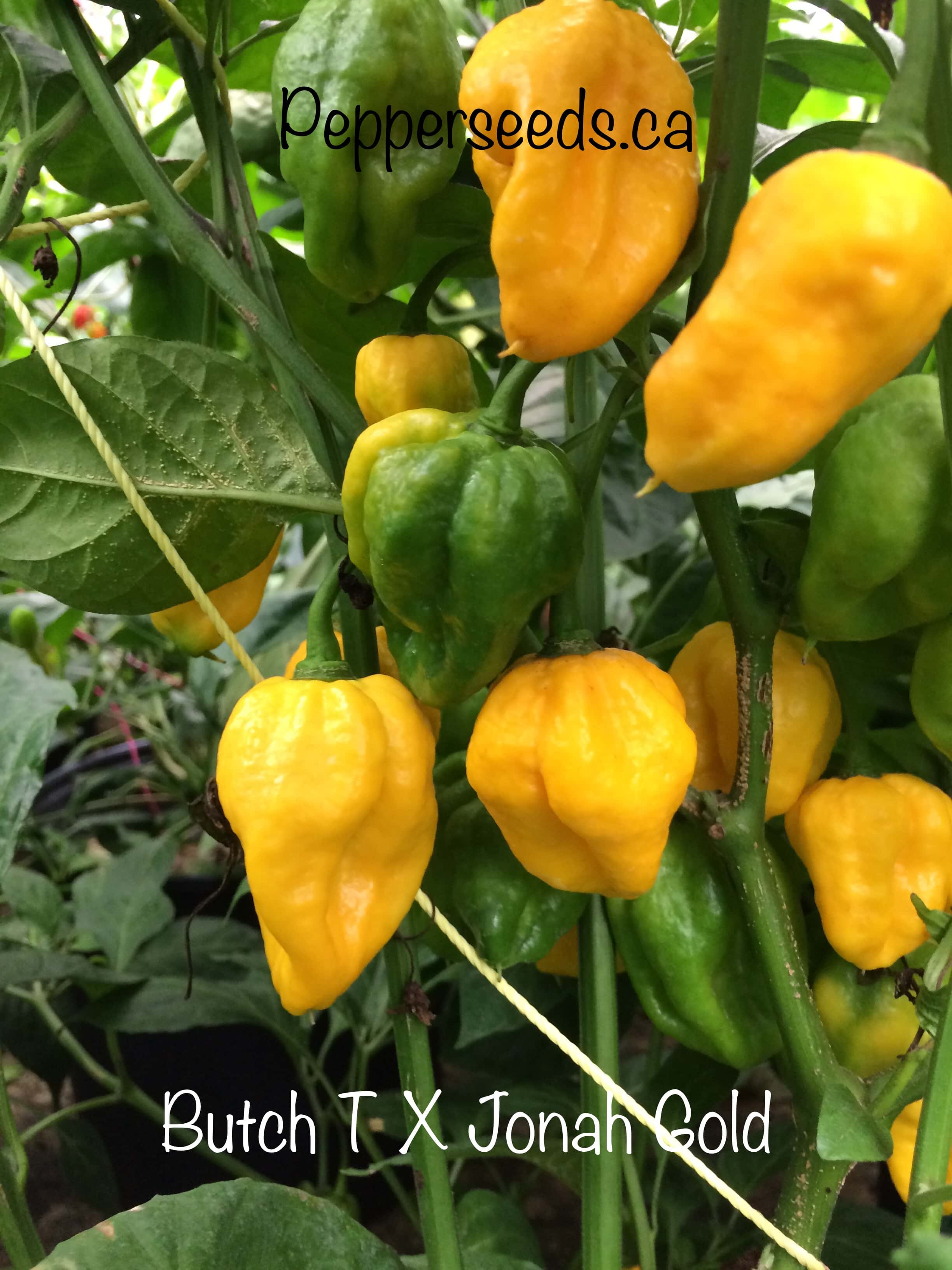 Butch T X Jonah Gold Pepper