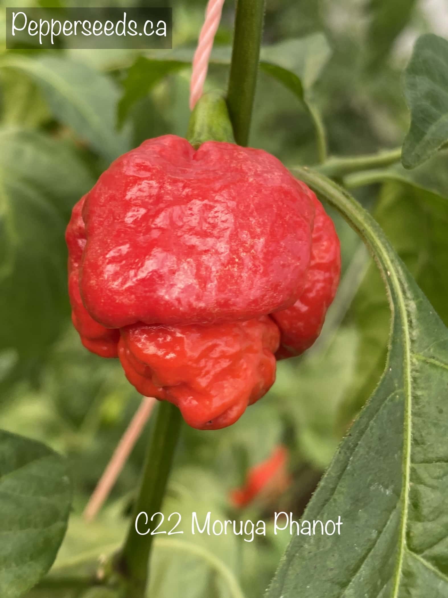 C22 Moruga Phanot