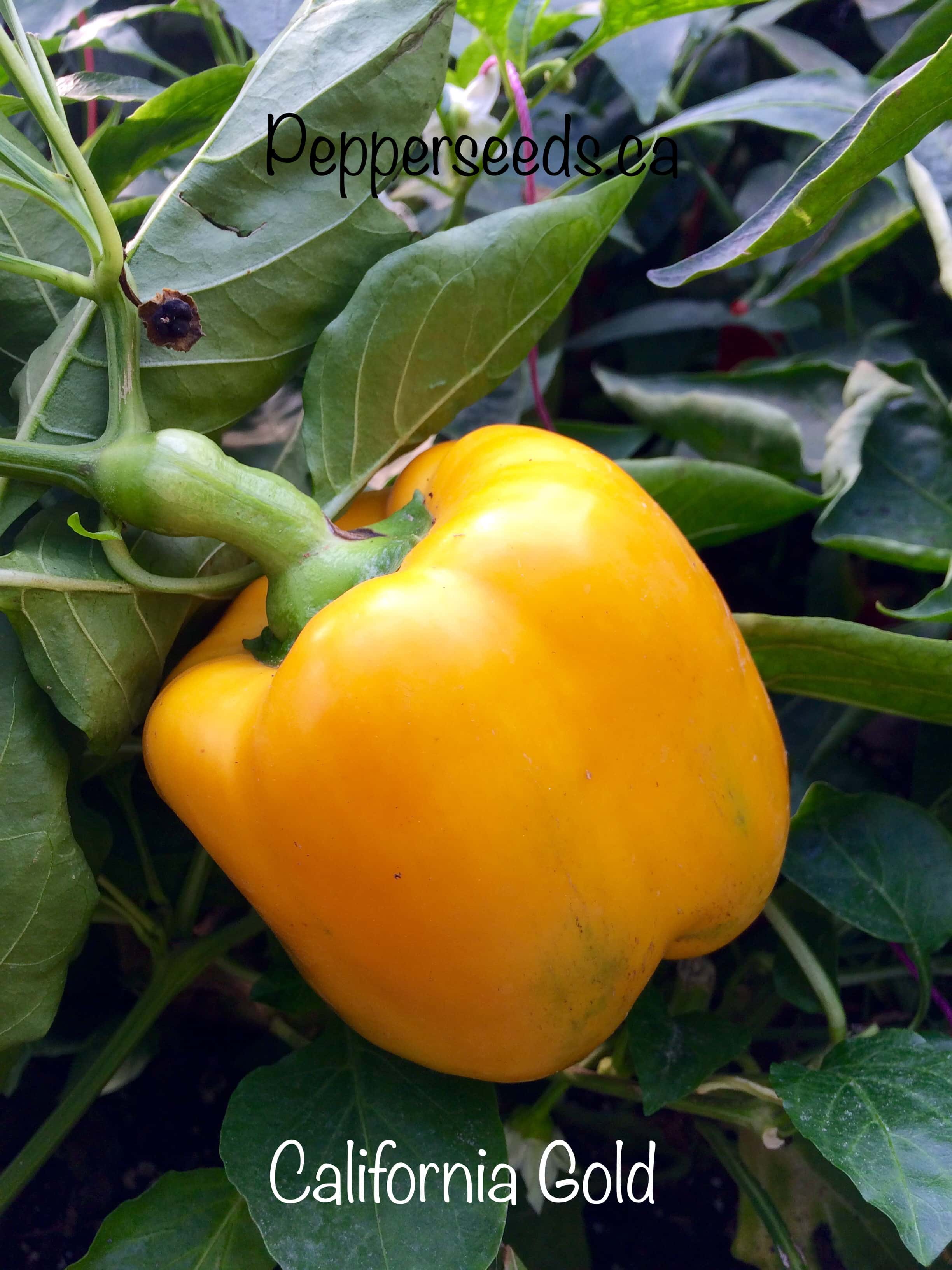 California Wonder Gold Bell Pepper